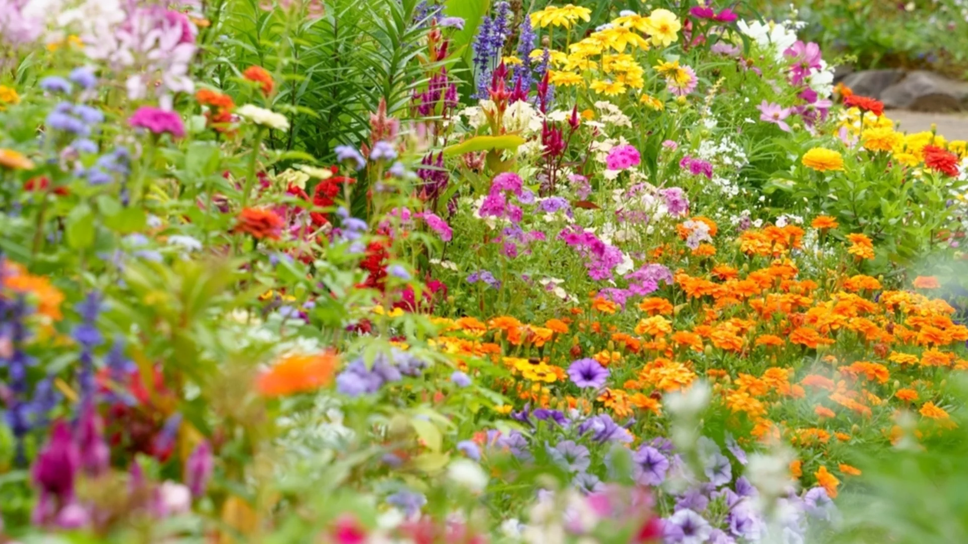 Бързорастящи едногодишни растения, които виреят на сянка за пищна градина