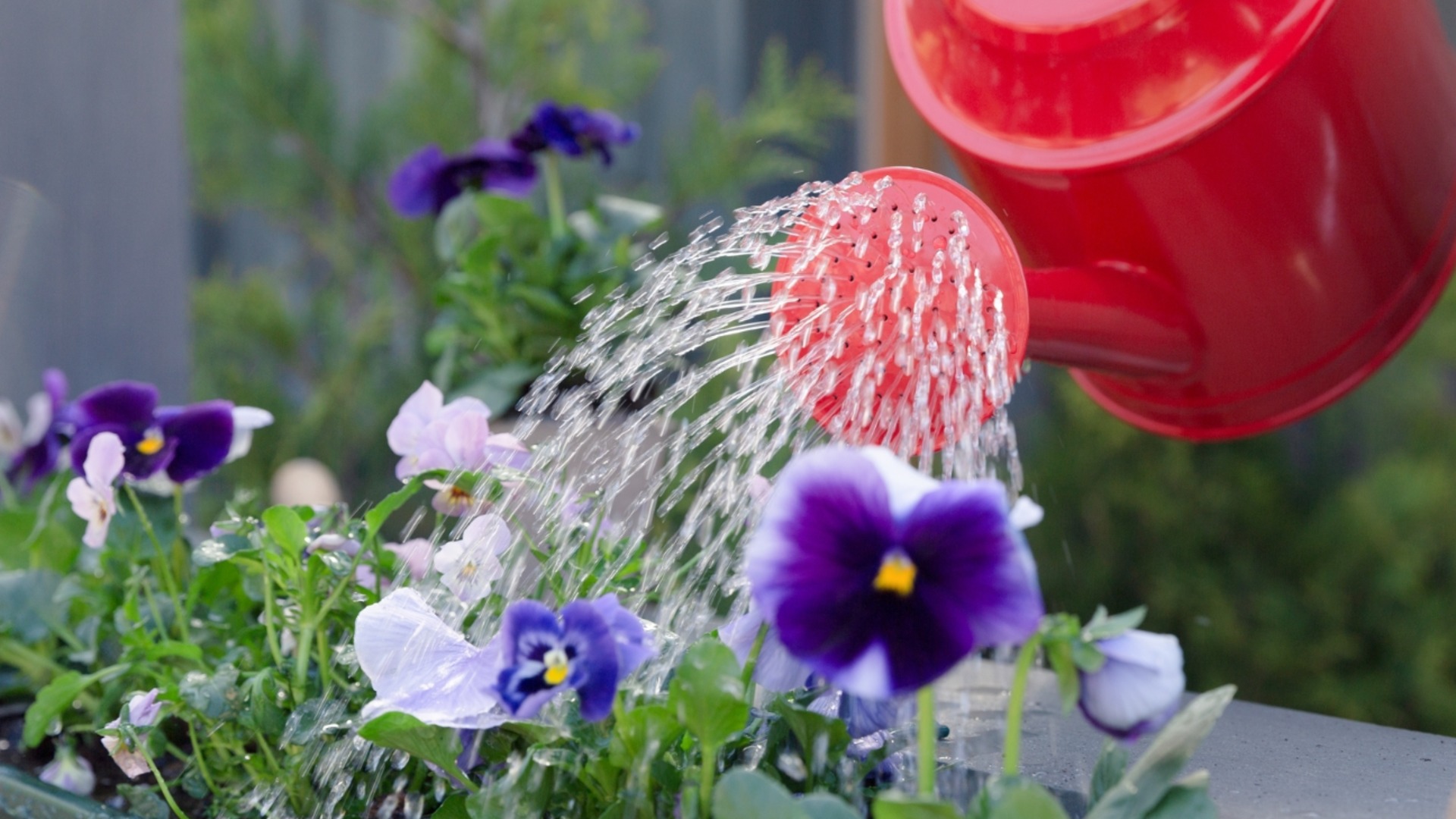 Домашен тор за теменужки за стотинки: Саксиите ще са отрупани с цвеотве чак до есента