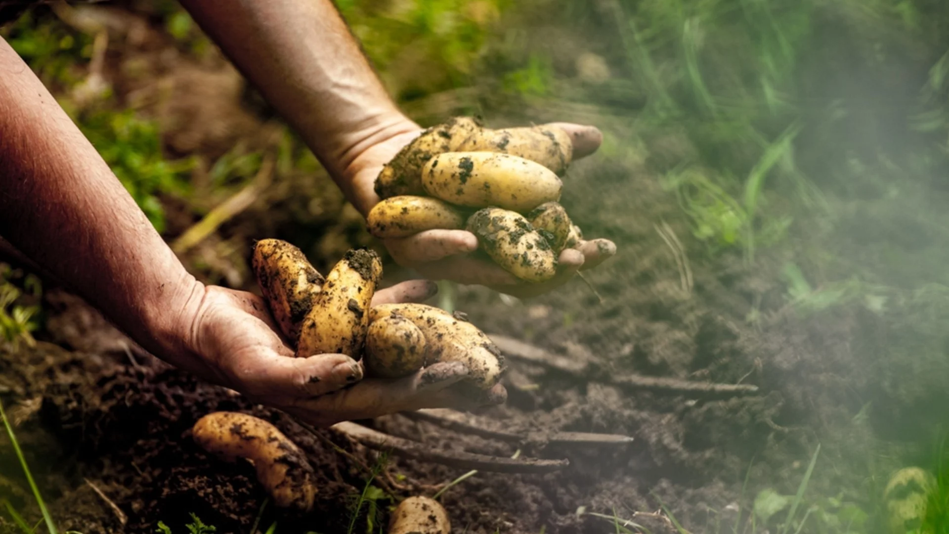 Колко време всъщност отнема отглеждането на картофи?