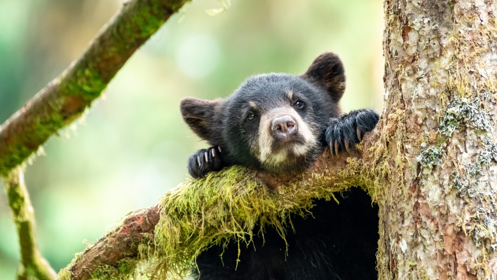 Всички гледаха към клоните: Невероятният начин, по който спасиха мече след часове в капан (ВИДЕО)