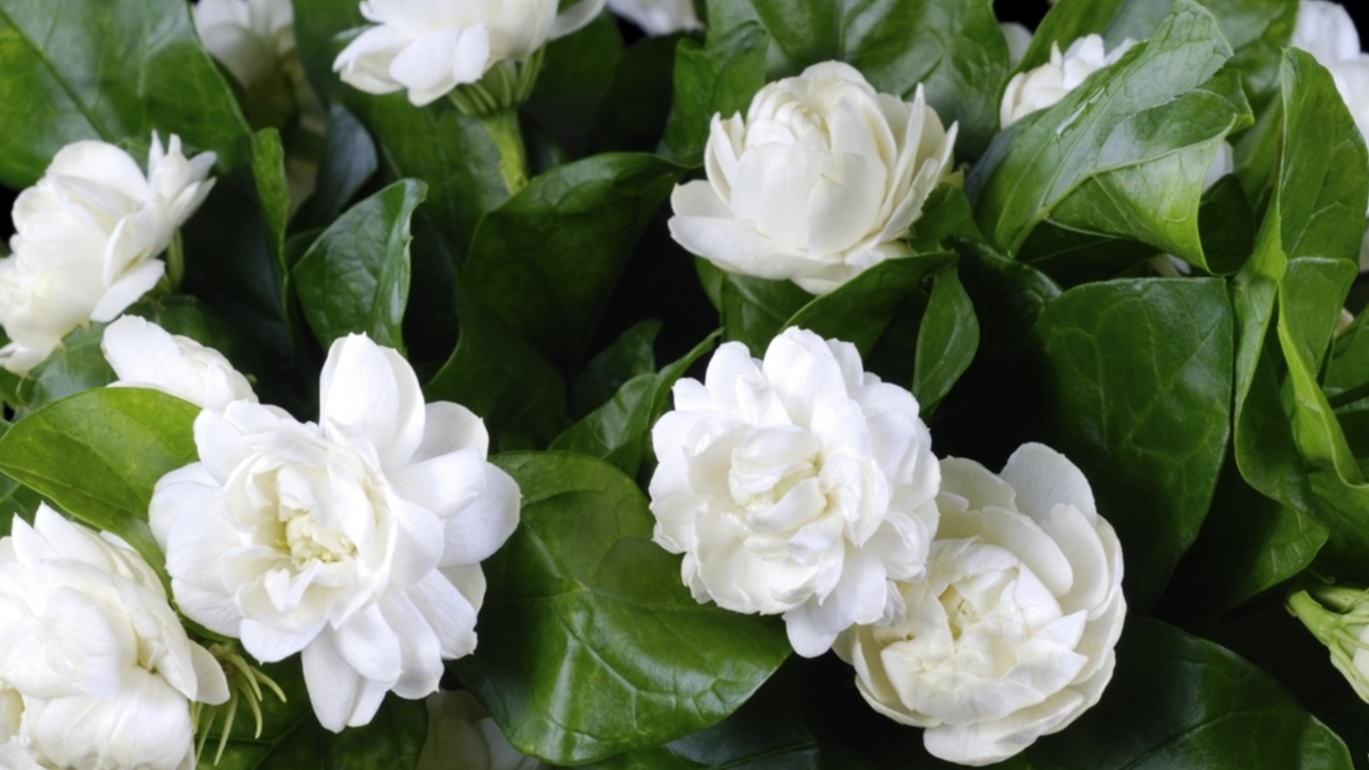 Звездовиден жасмин ще ухае невероятно през цялото лято, ако направите тези неща през април