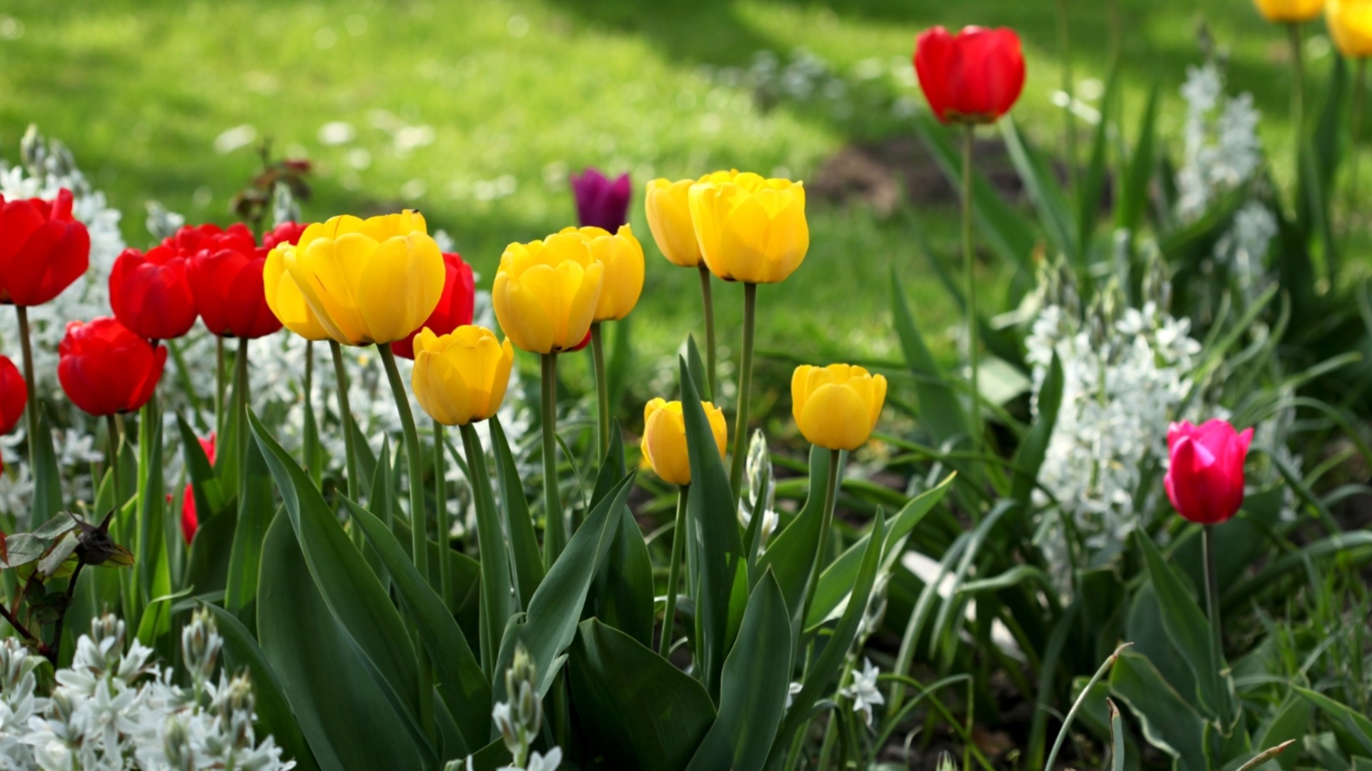 Не забравяйте да направите това с лалетата през април!