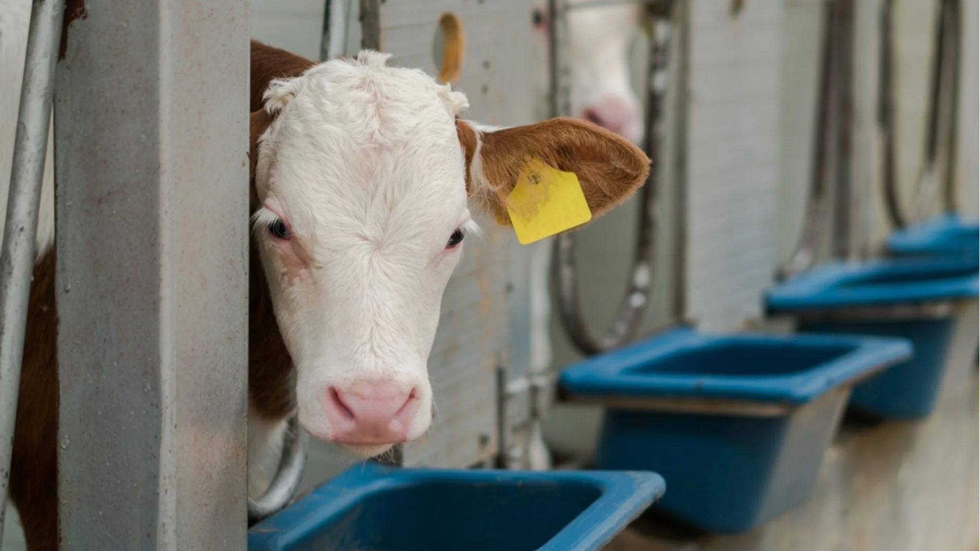 Земеделци източвали субсидии с "виртуални" животни