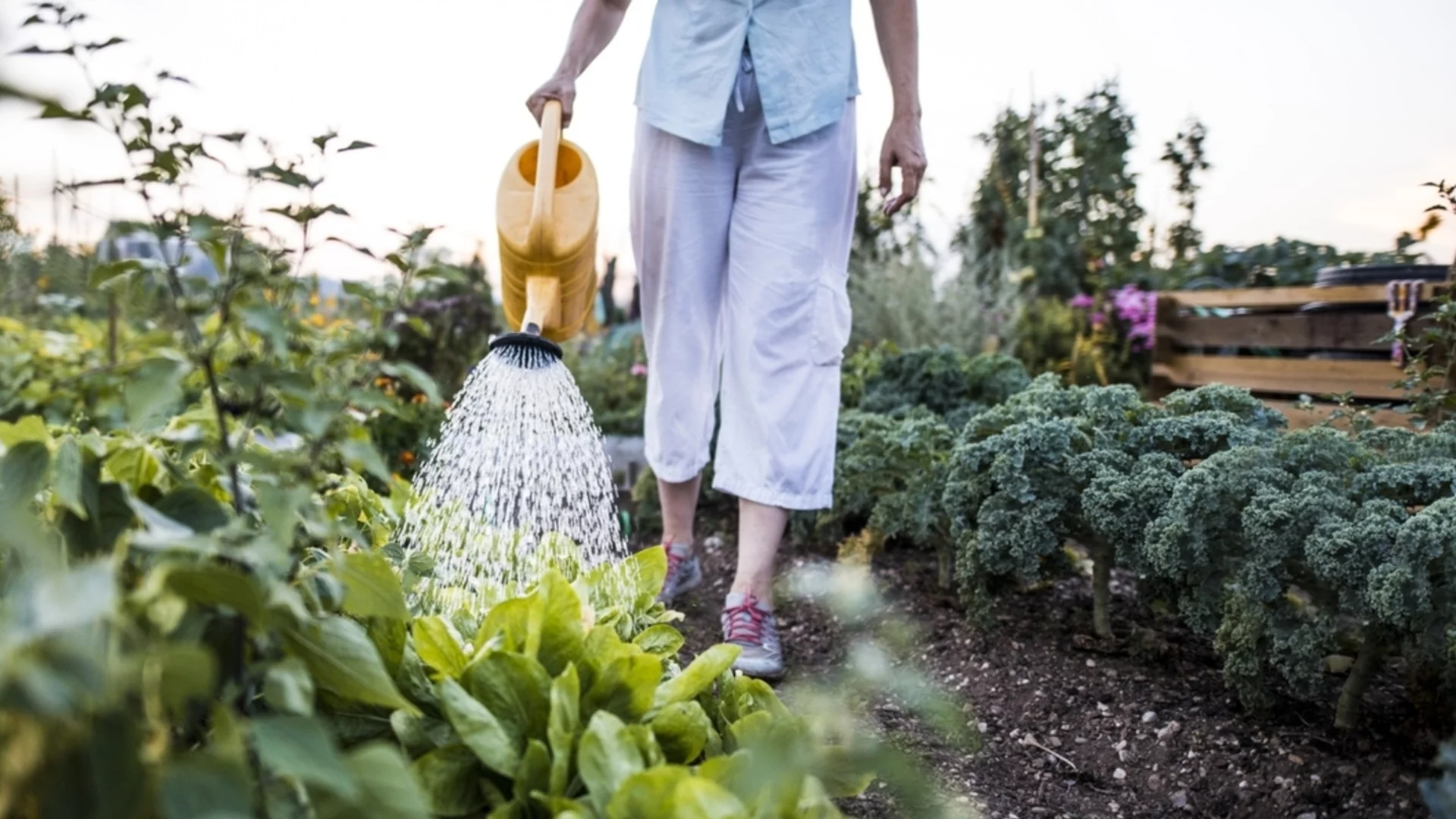 Най-добрата натурална тор за градината