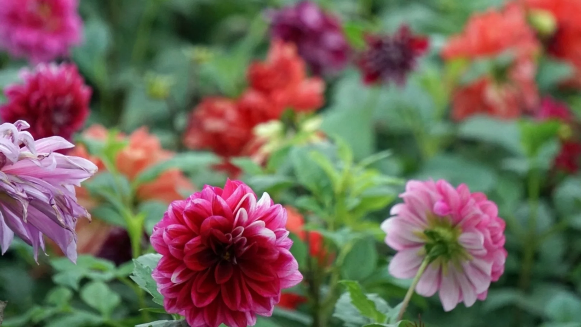 Грижа за далиите през април за по-силни растения и богат летен цъфтеж