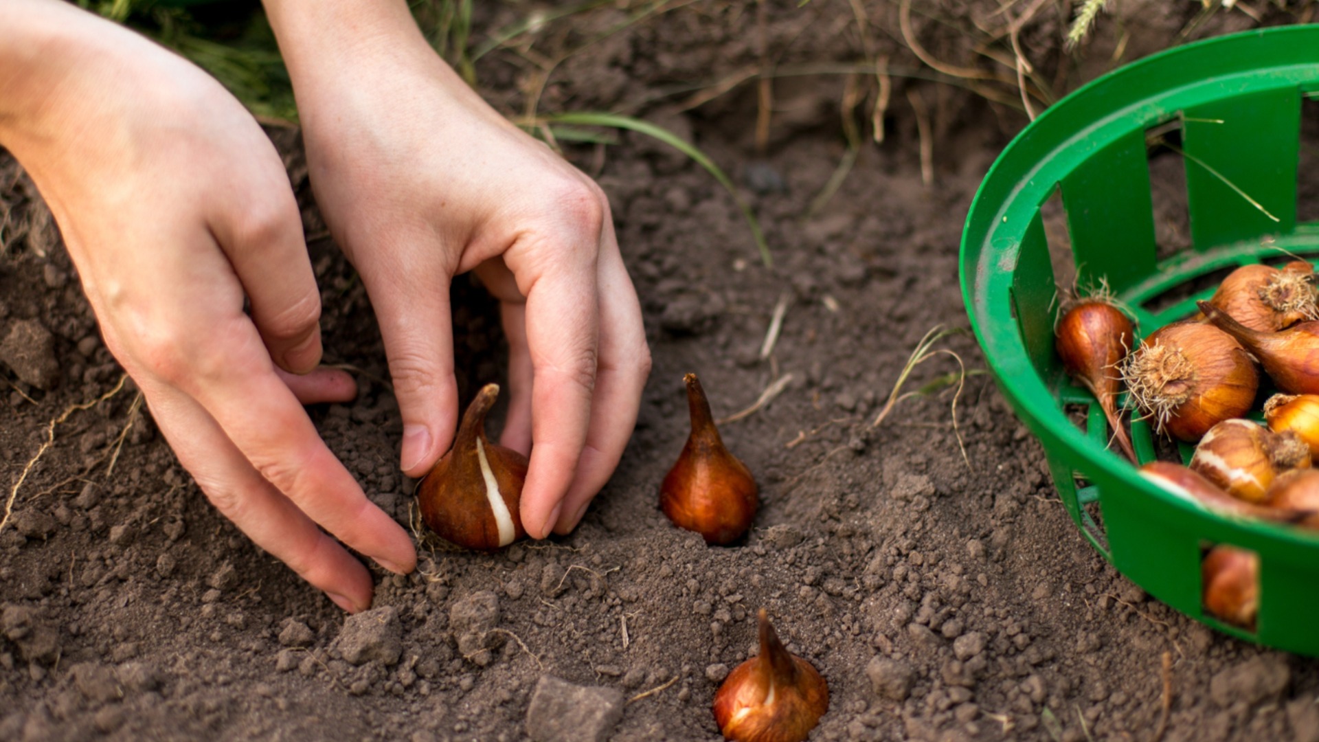 Луковици, които трябва да засадите през април