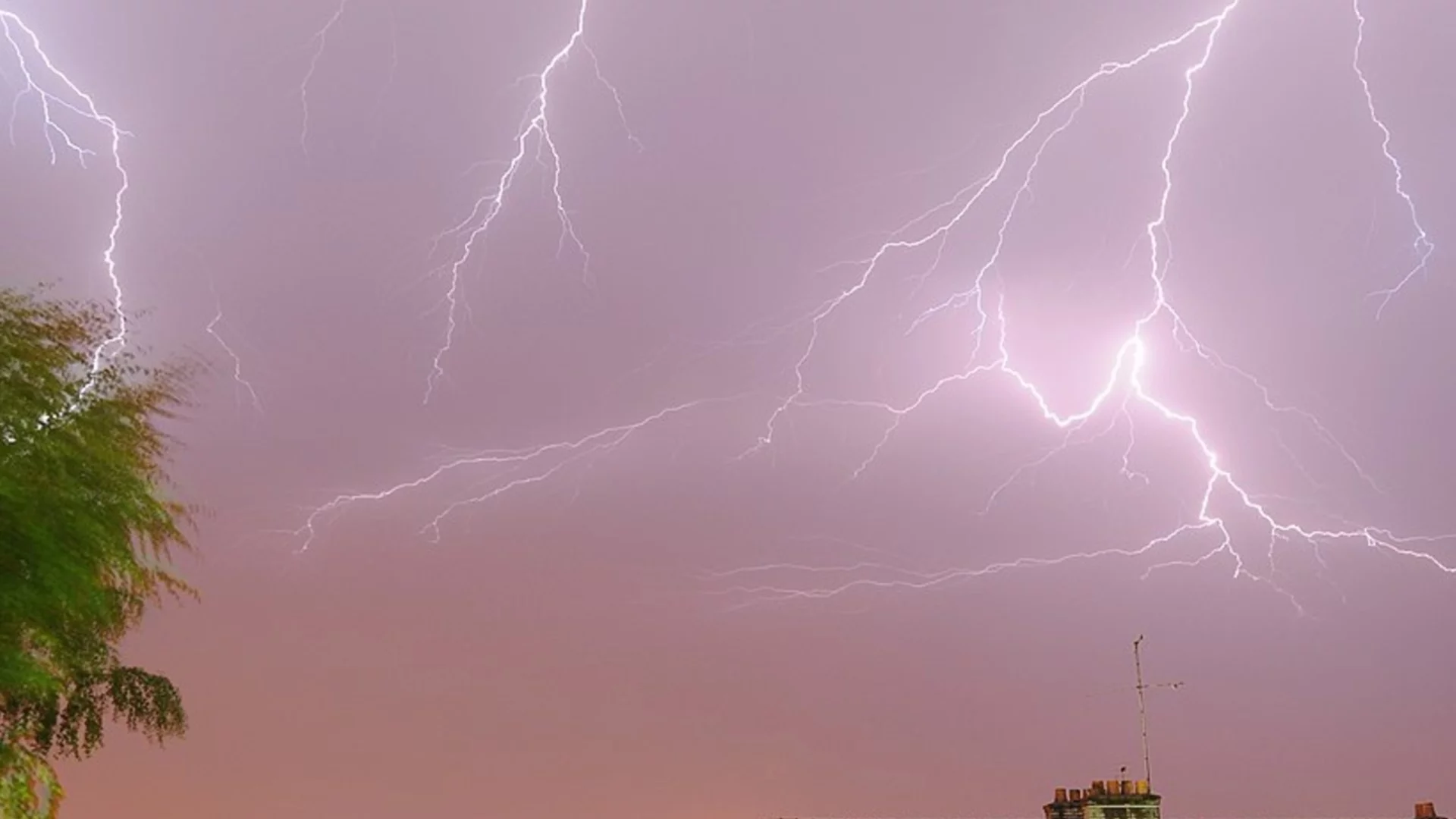 За пръв път: Учени регистрираха първото електрическо сияние в дърветата по време на гръмотевична буря