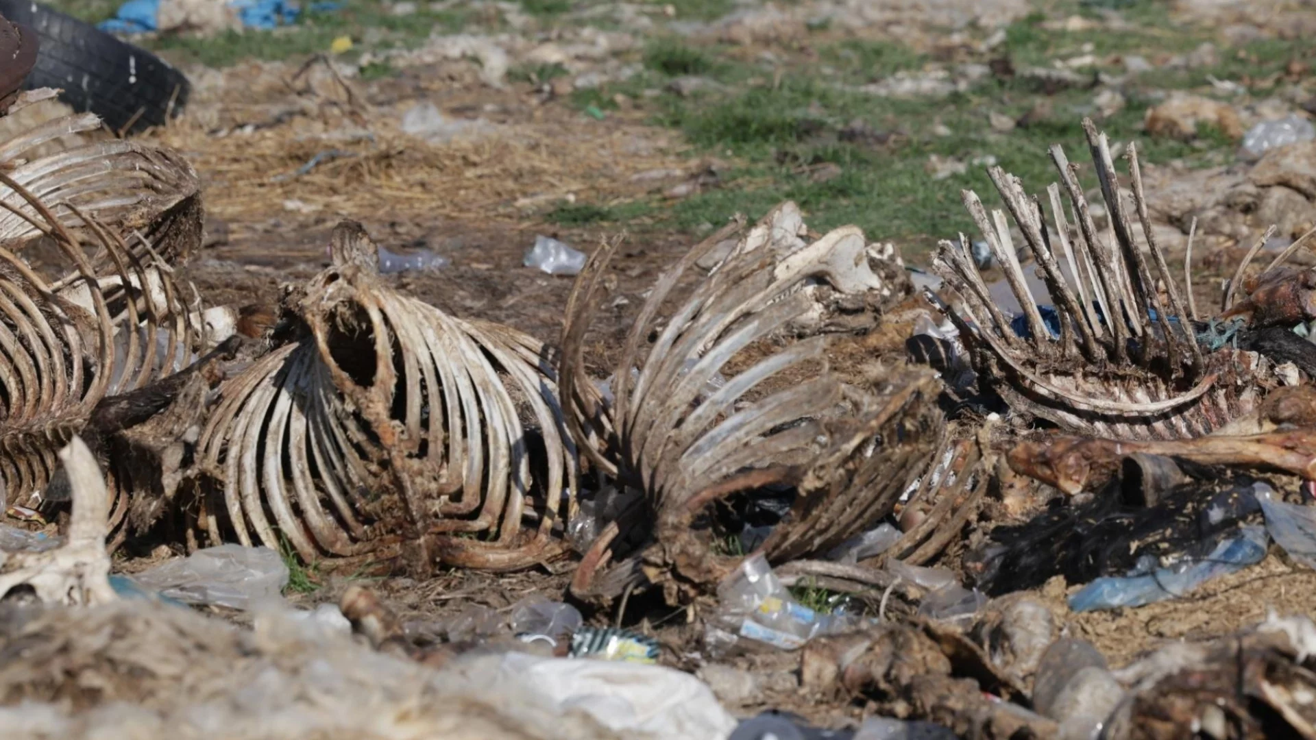 Камиони на кланицата с антракс са пътували, БАБХ не знае какво е имало в тях