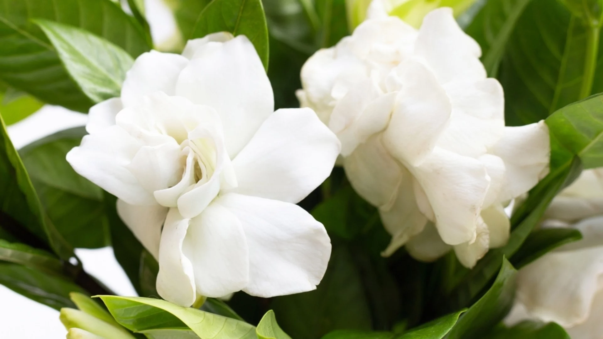 Това е единственото нещо, от което се нуждаят вашите гардении през април