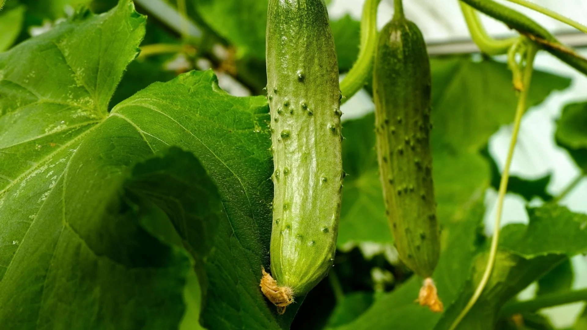 Най-добрите почвени смеси за зеленчуци в саксии