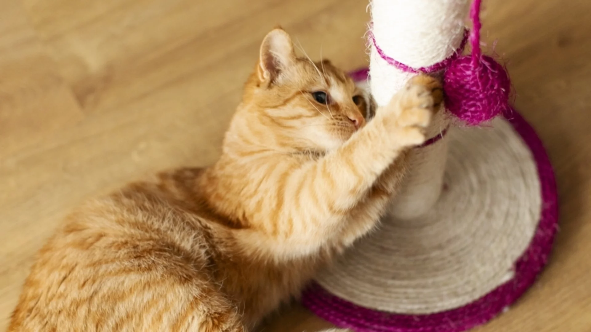 Атмосферен капан. Времето утре - 24 април 2026 г. 