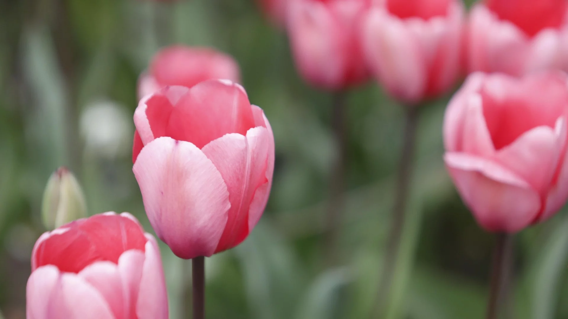 Прогноза за времето - 24 април 2026 г. (петък)