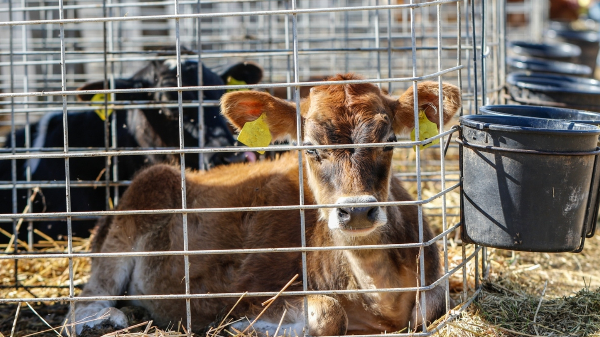 Камиони на кланицата с антракс са пътували, БАБХ не знае какво е имало в тях