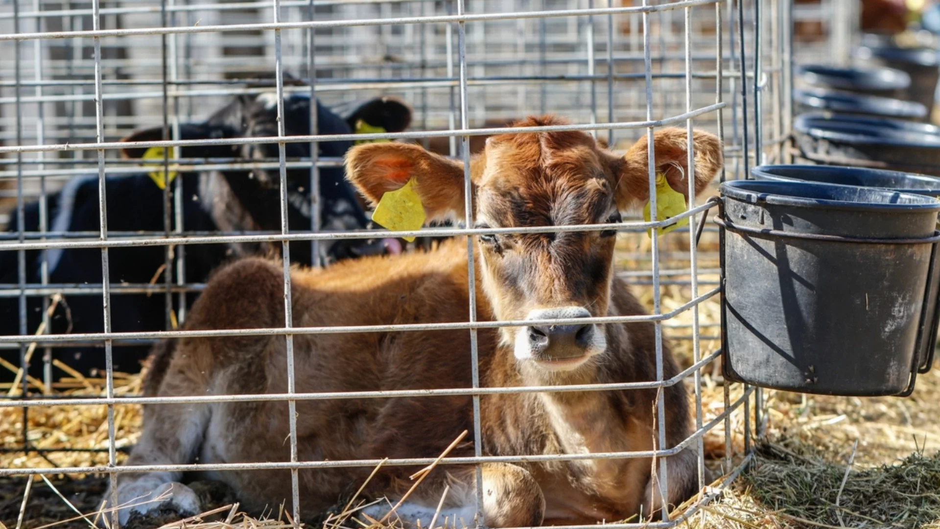 Камиони на кланицата с антракс са пътували, БАБХ не знае какво е имало в тях
