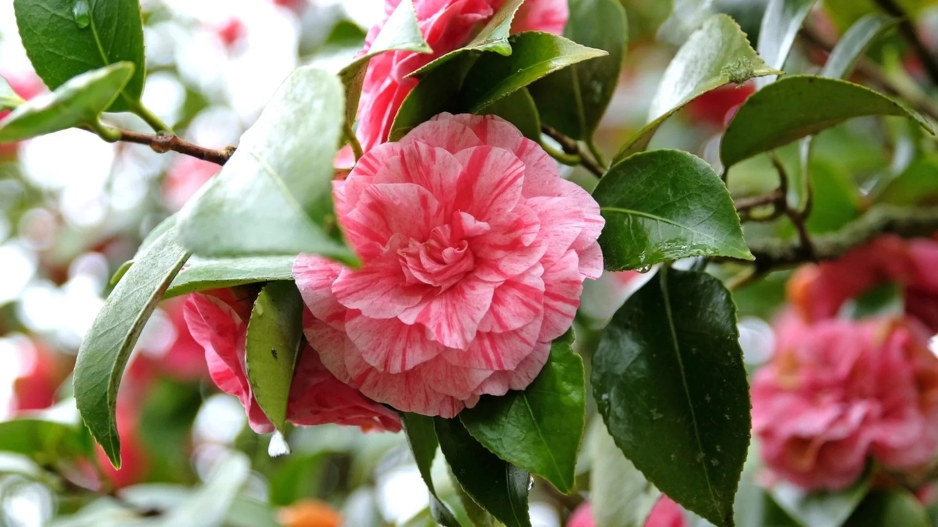 Направете това с камелията през април за по-богат цъфтеж 