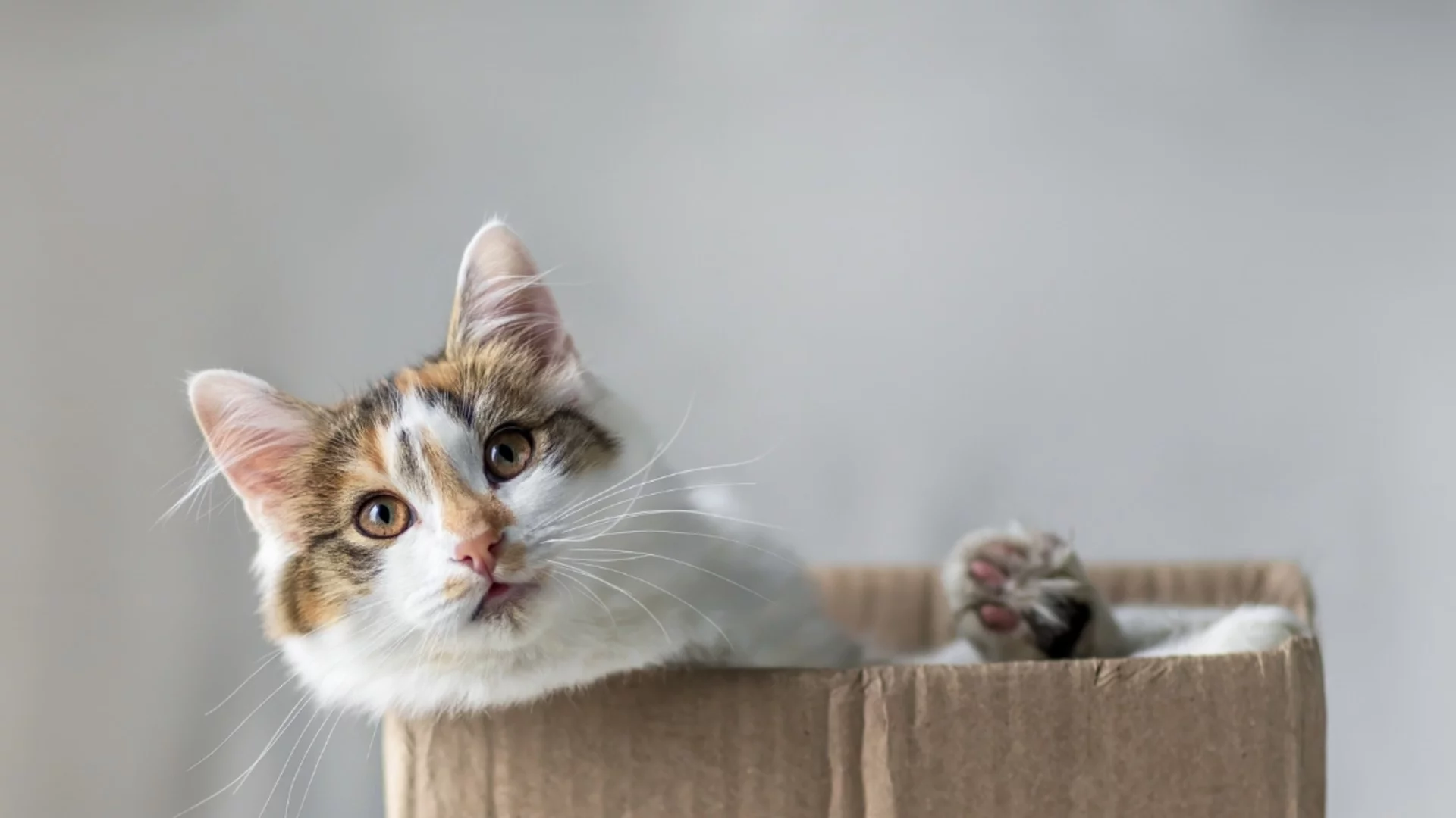 Един ден, два сезона. Времето утре - 25 април 2026 г. 