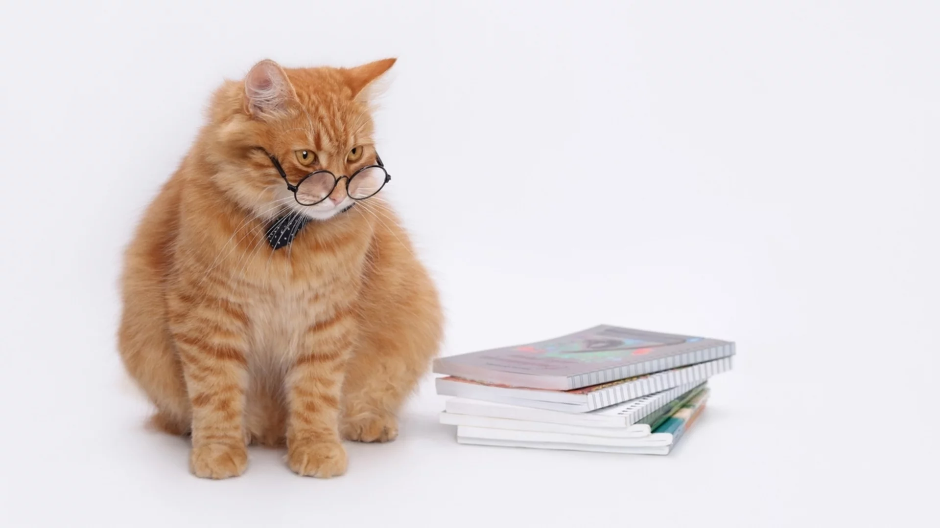 Мъркащ терапевт за студенти: Котарак лекува стреса в престижен университет (ВИДЕО)