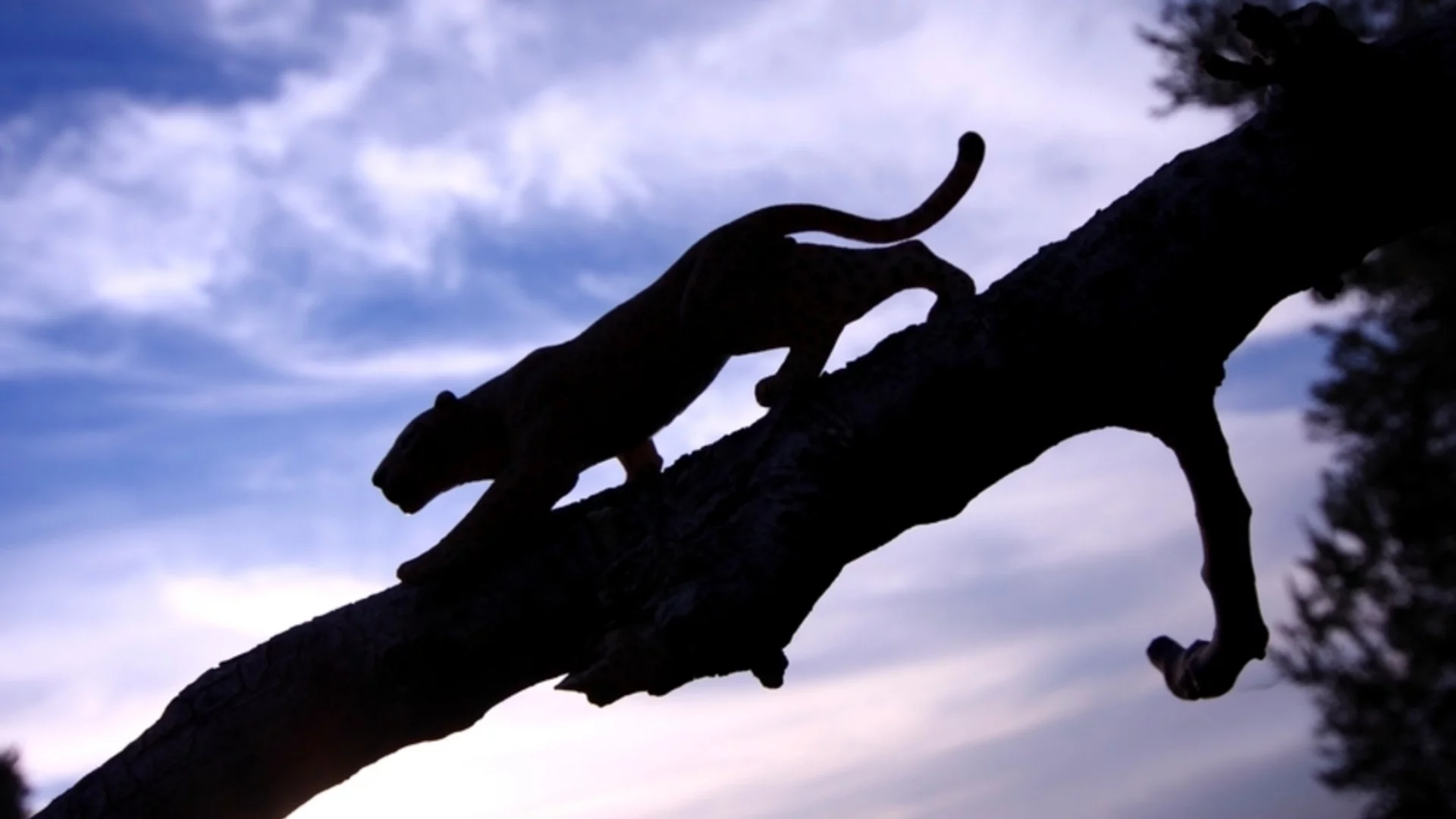 Изумителна рядко срещана дива котка е забелязана за първи път от десетилетие (СНИМКИ)