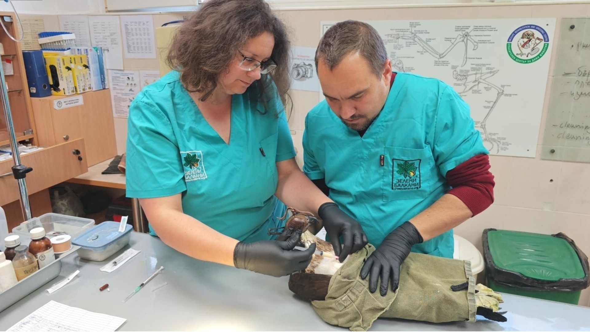 Спасеният орел-рибар се бори за живота си, бил е прострелян (СНИМКА)