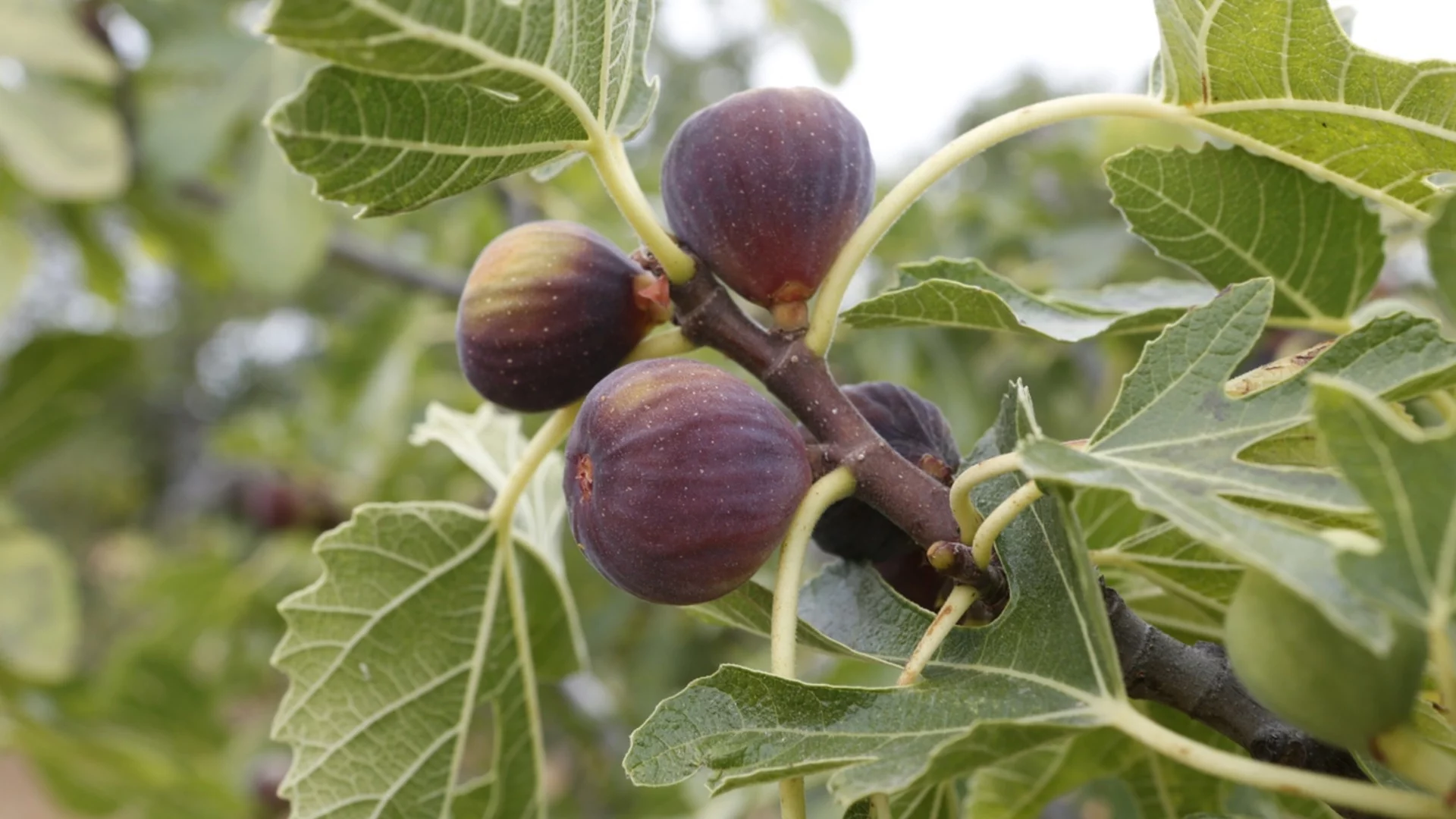 Овощни дървета, които естествено отблъскват вредителите