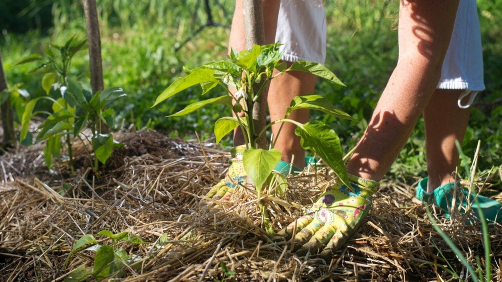 5 хитри начина за повторно използване на стар мулч