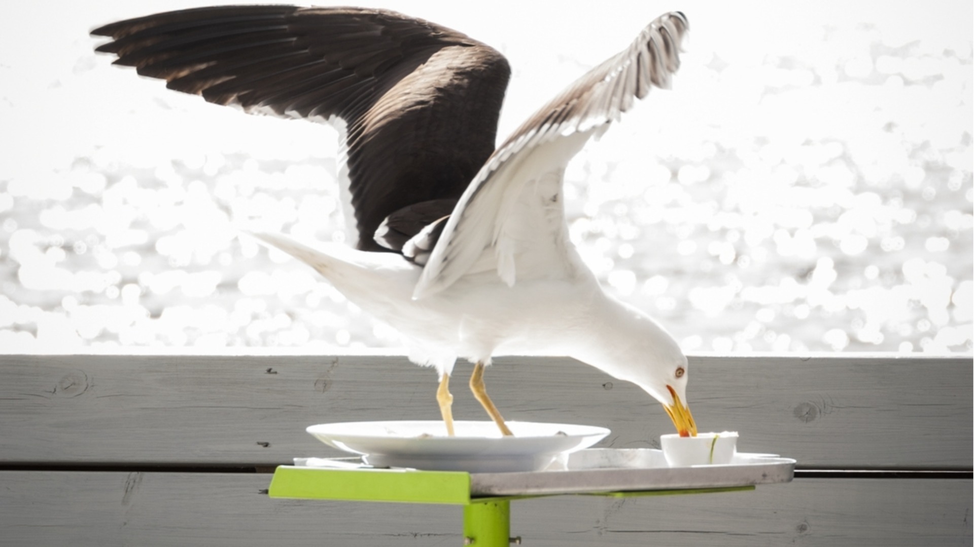 Нападната край морето: Чайка ухапа жена, докато обядва (ВИДЕО)