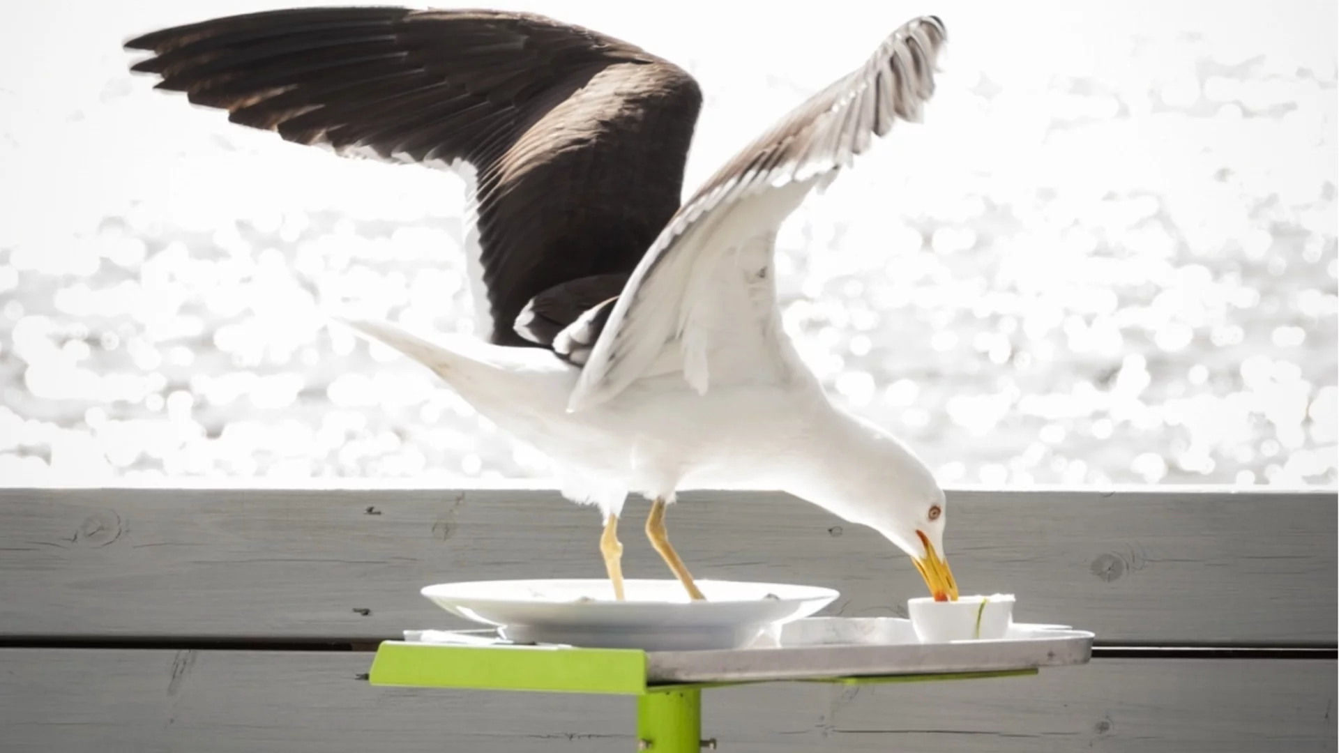 Нападната край морето: Чайка ухапа жена, докато обядва (ВИДЕО)