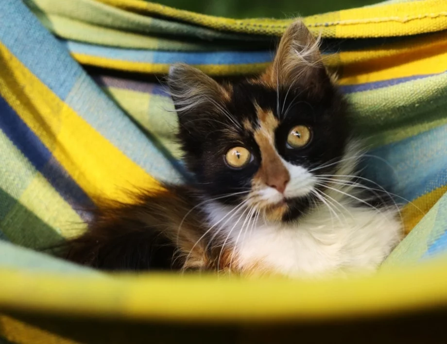 Седмична прогноза за времето от 27 април до 3 май 2026 г. 