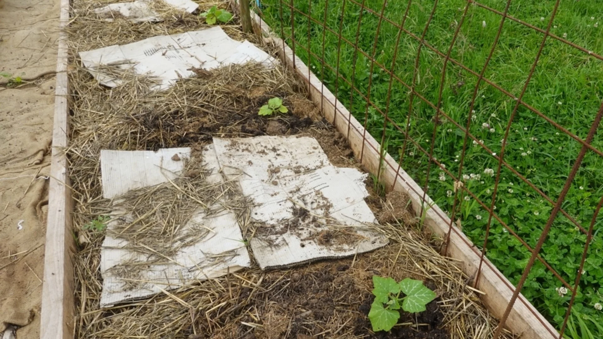 Защо старите градинари слагат вестник в градината