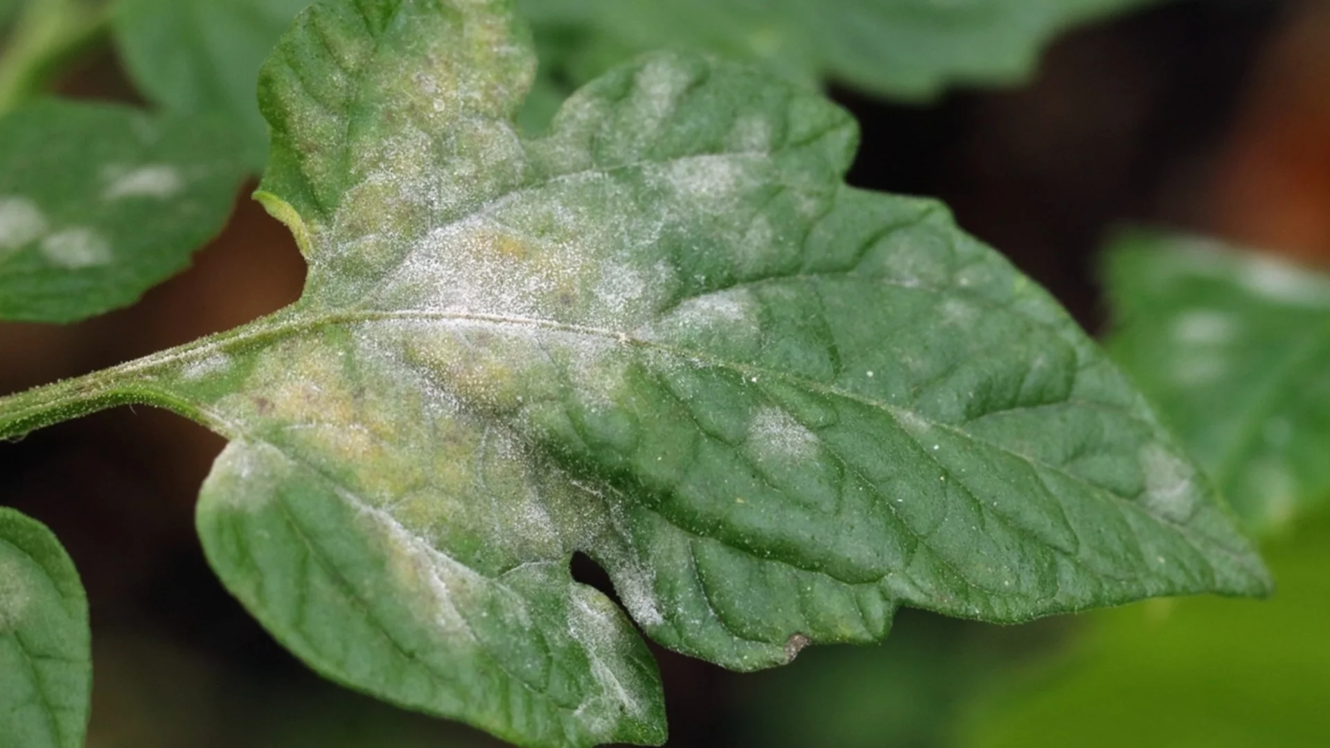 Разсадът на доматите побелява: Какви са причините и как да го спасите