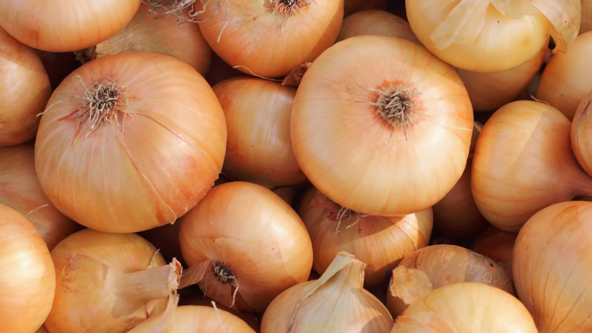 Гигантски лук без усилие: направете това точно преди засаждане