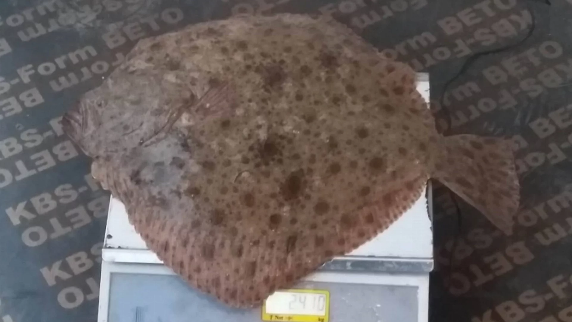 Бракониерство и контрабанда на калкан разкри ИАРА (СНИМКИ)