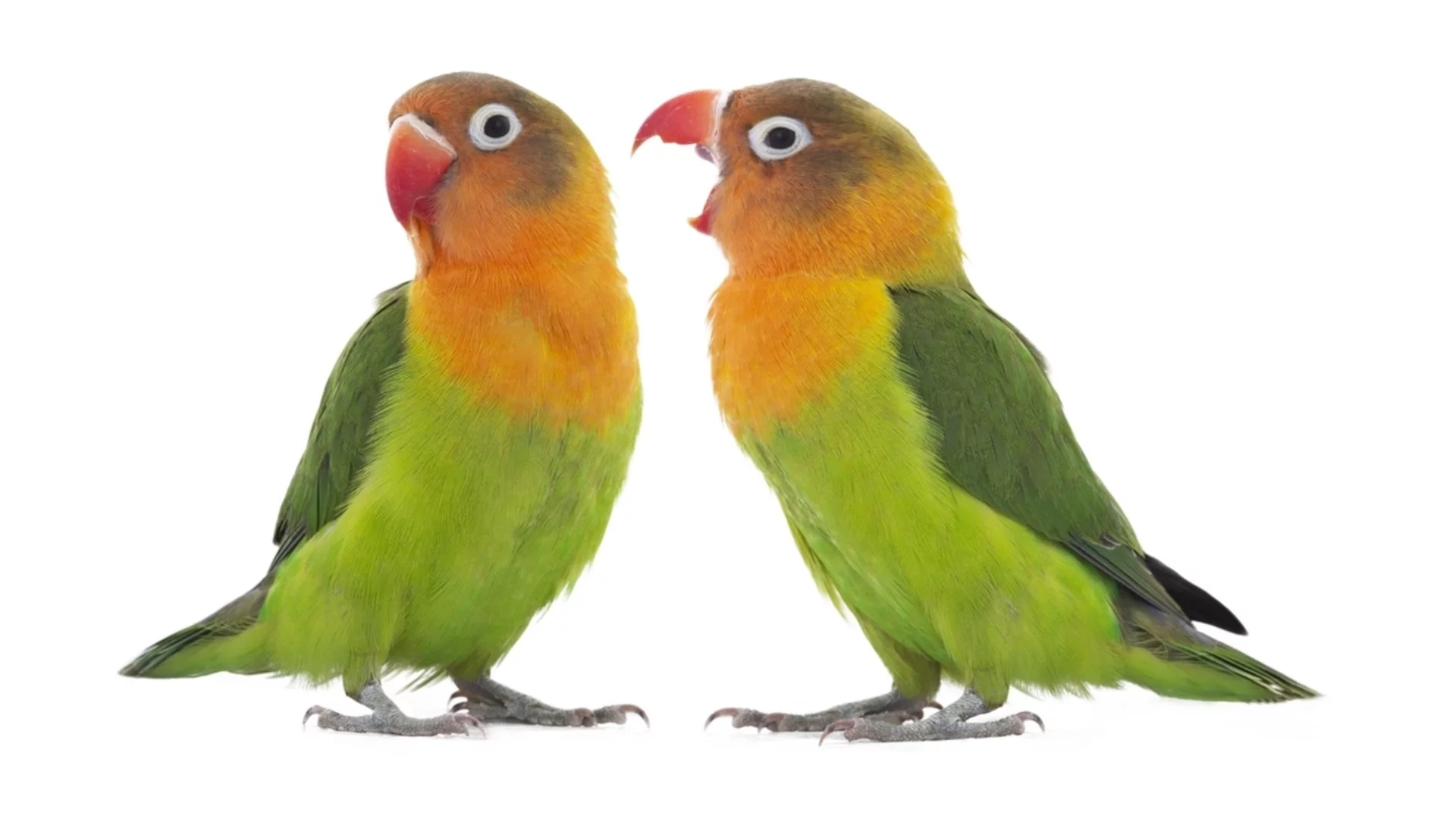 Имената не са само за хората: Папагалите ги използват по най-различни начини