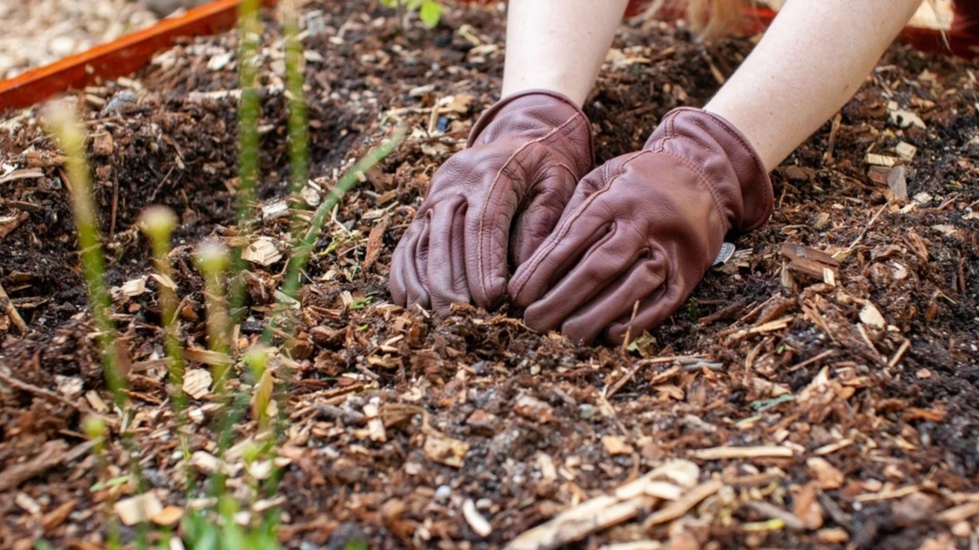 Можете ли да засадите семена директно в мулч?
