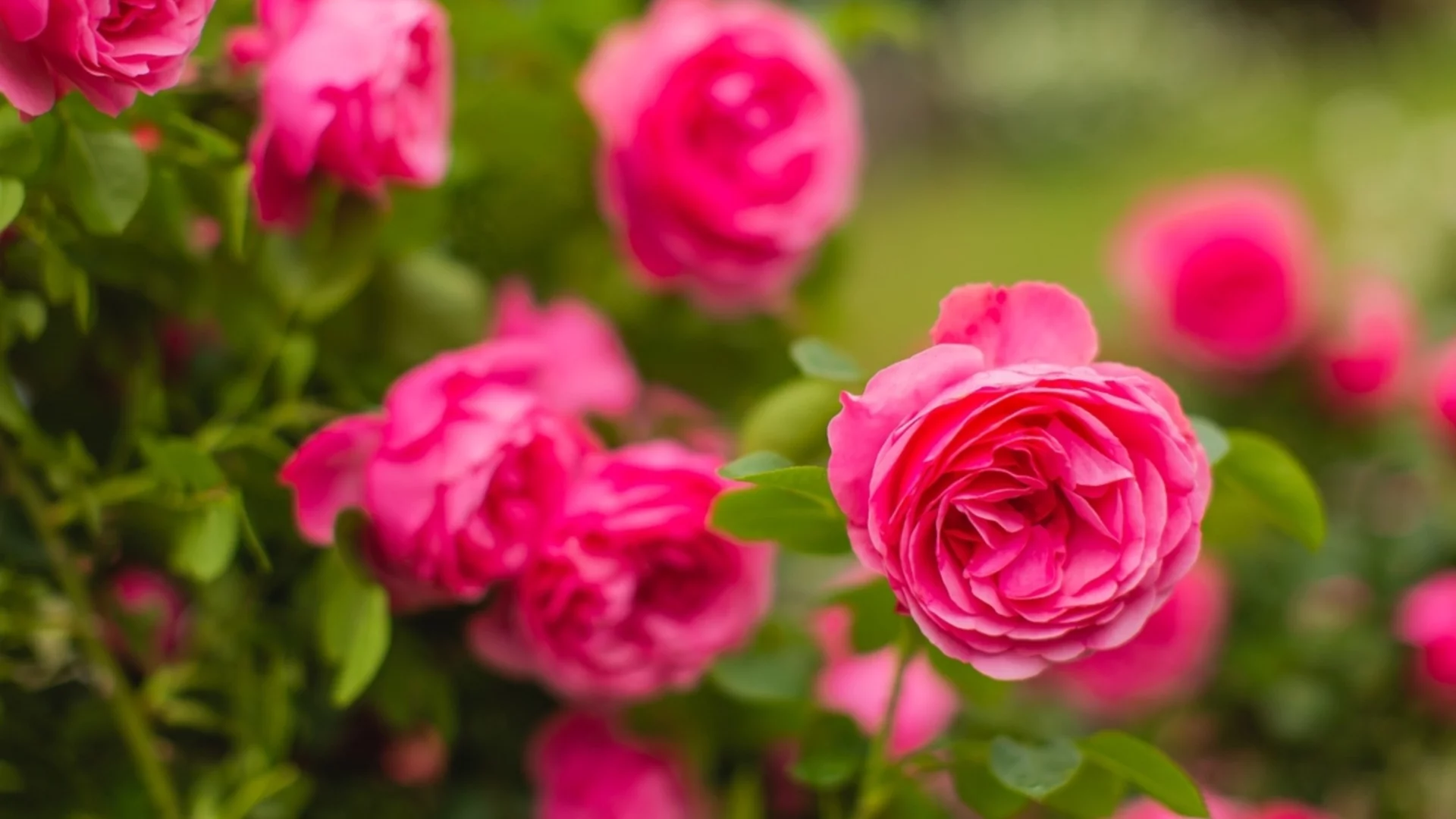 Кога е най-доброто време за засаждане на рози?