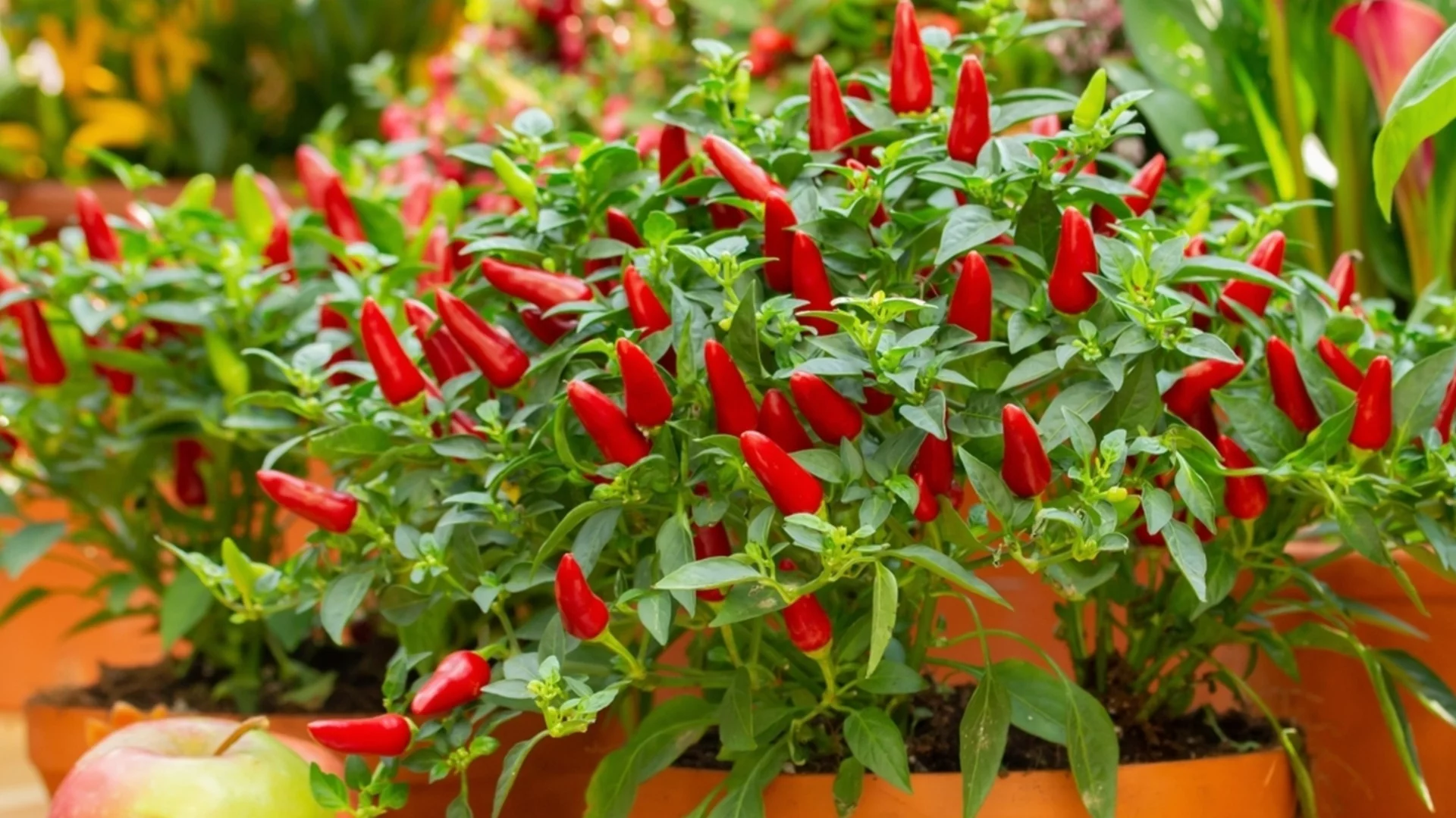 Как да отглеждате халапеньо в градината си