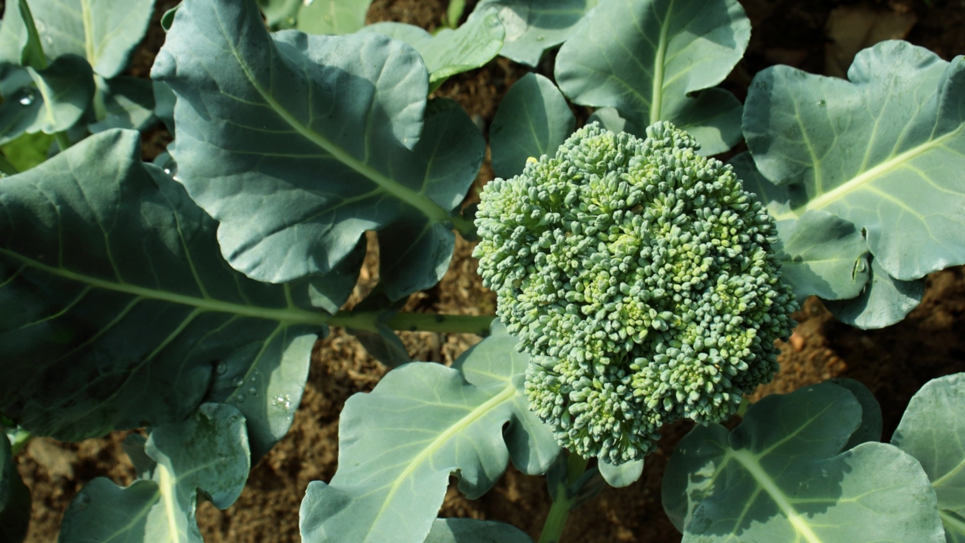 Как да отгледате броколи в градината си