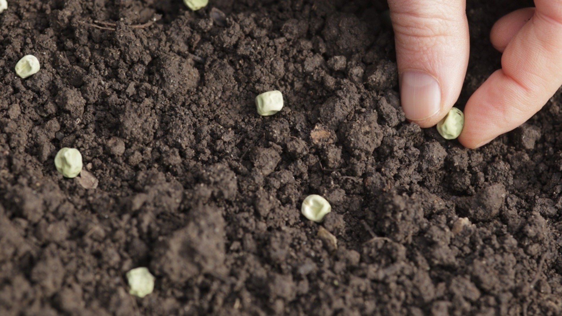 Как да отглеждате грах от семена в градината си