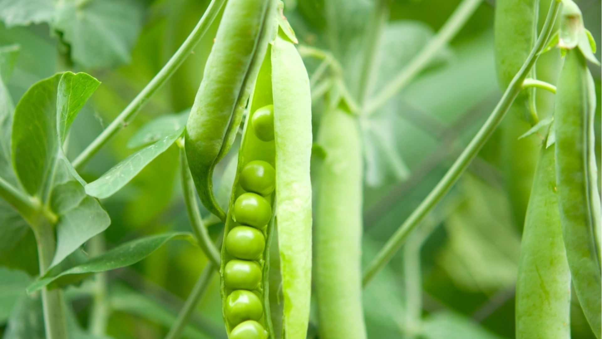 Как да засадите и отглеждате грах за богата и вкусна реколта