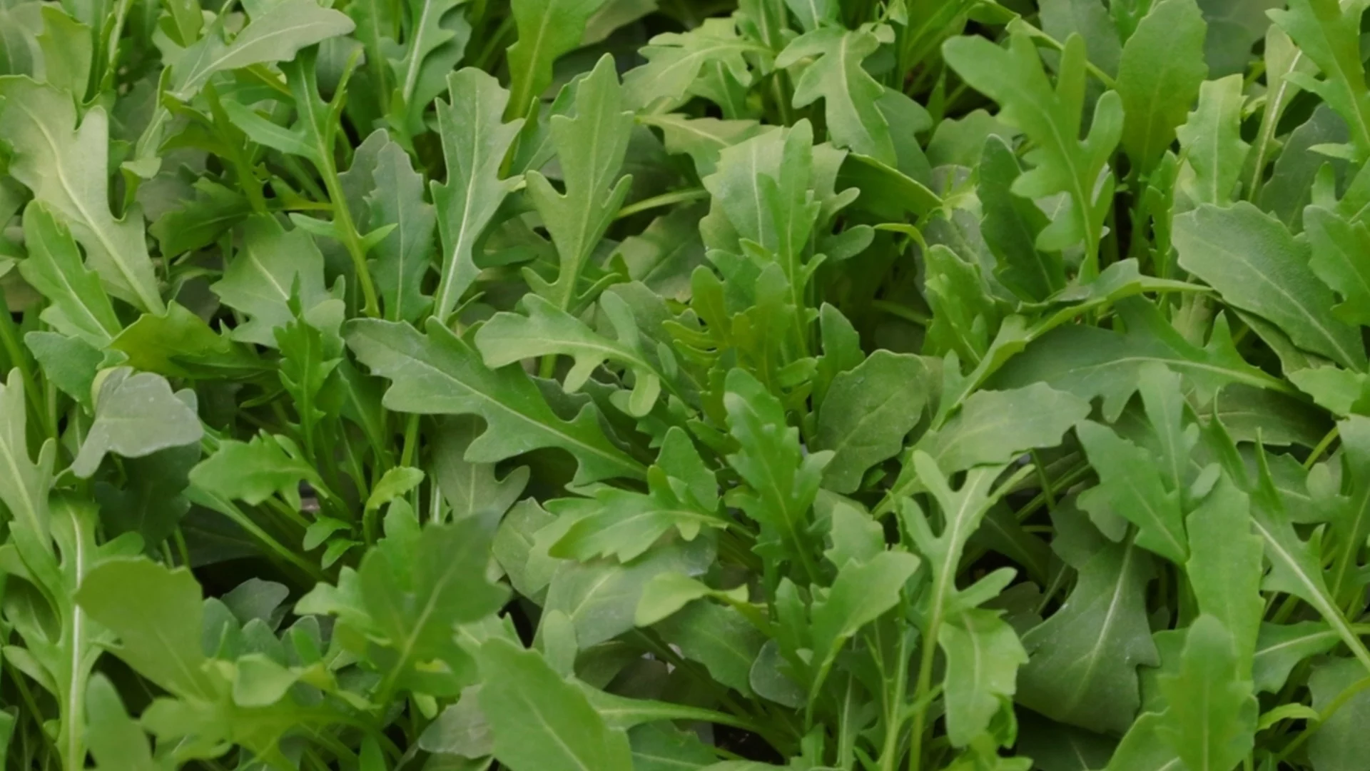 6 зелени зеленчука, които трябва да има всеки градинар