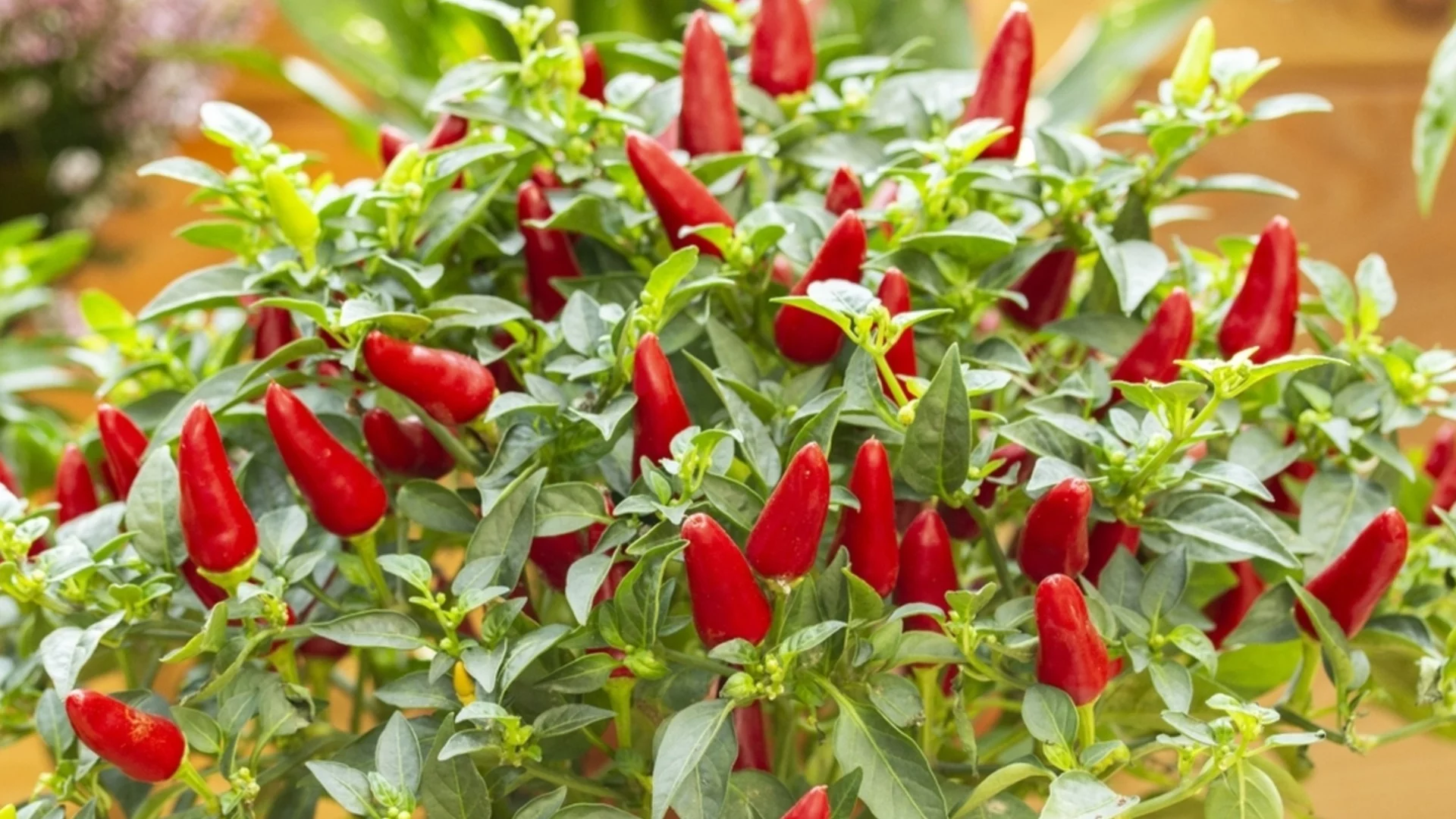 Как да отгледате халапеньо от семена в градина си