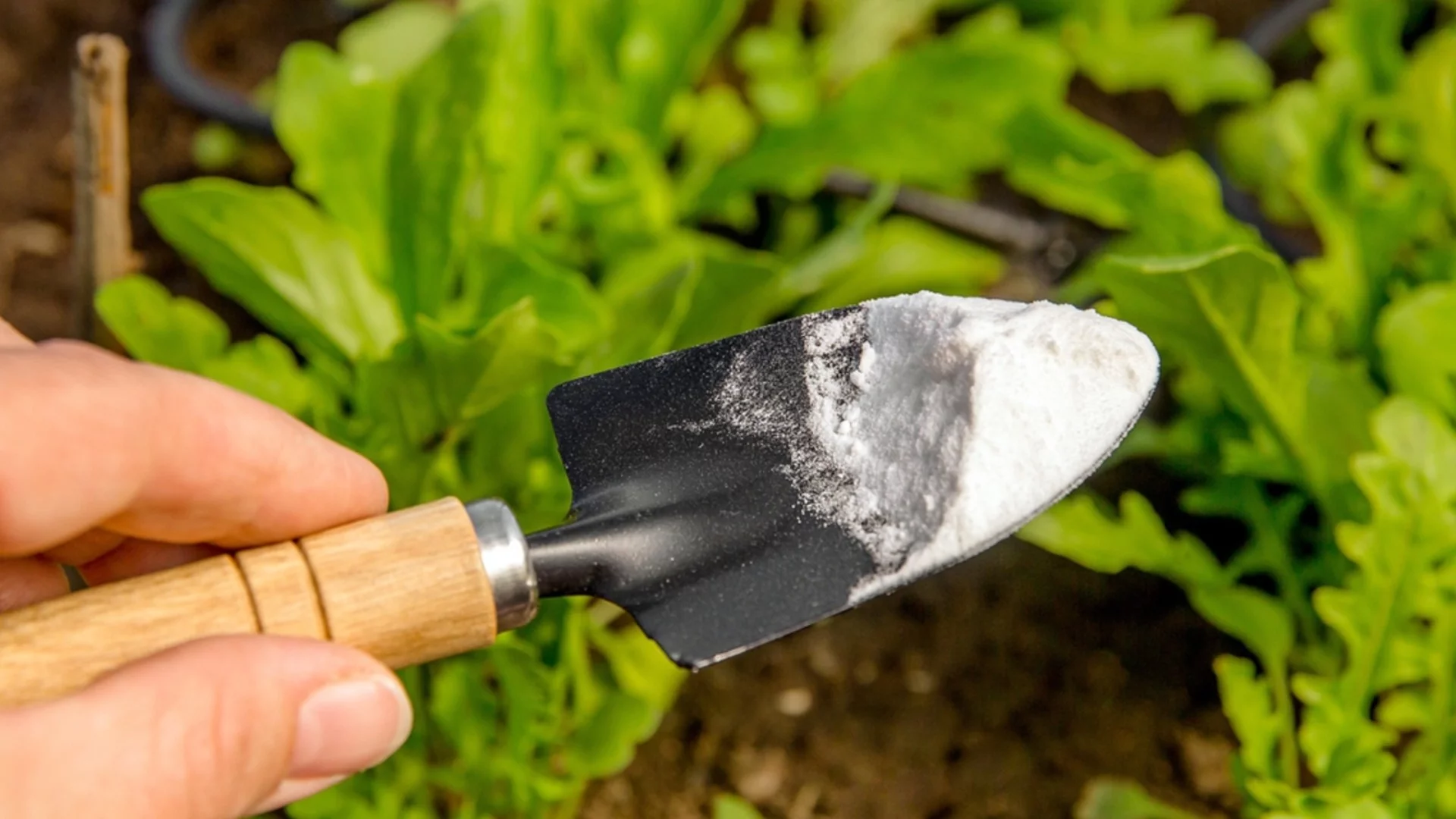 Само така е правилно да използвате сода в градината си