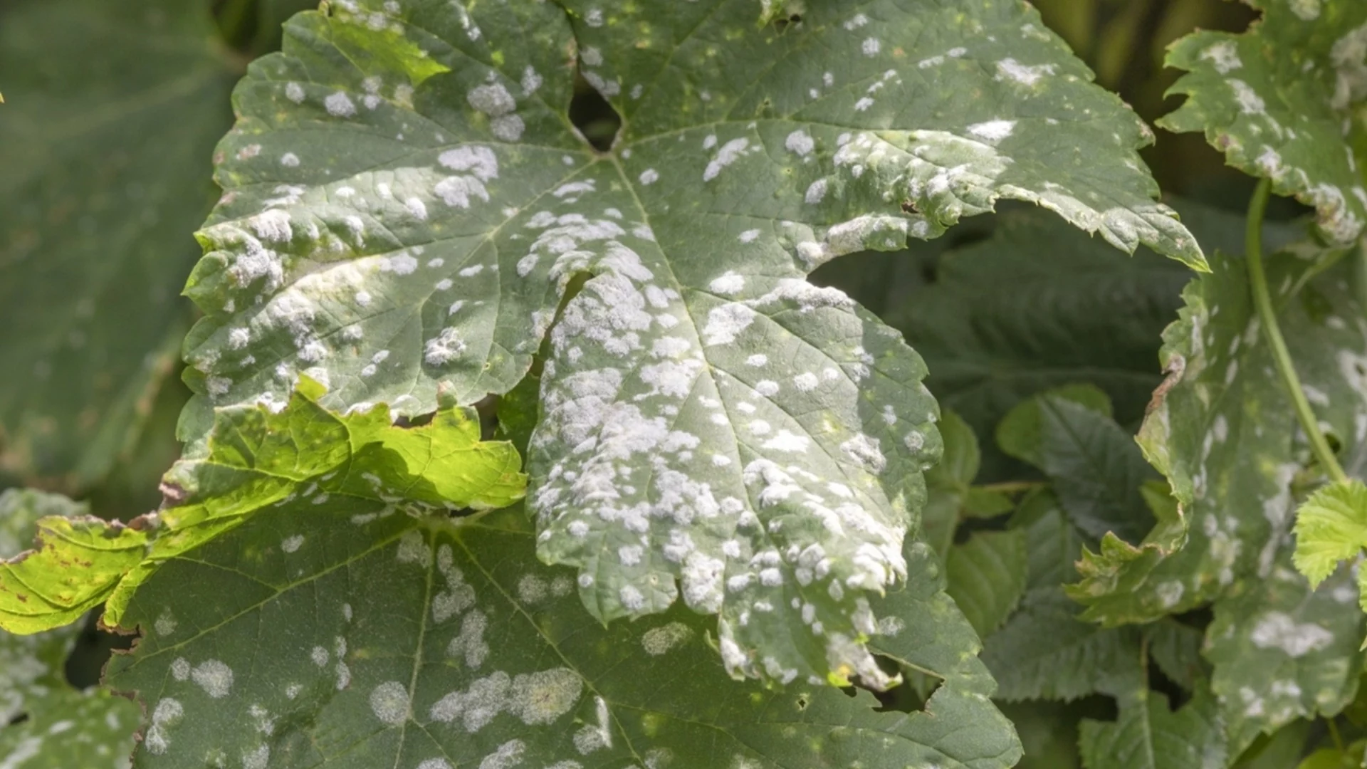 Как да идентифицираме и третираме брашнеста мана по растенията, преди да се разпространи