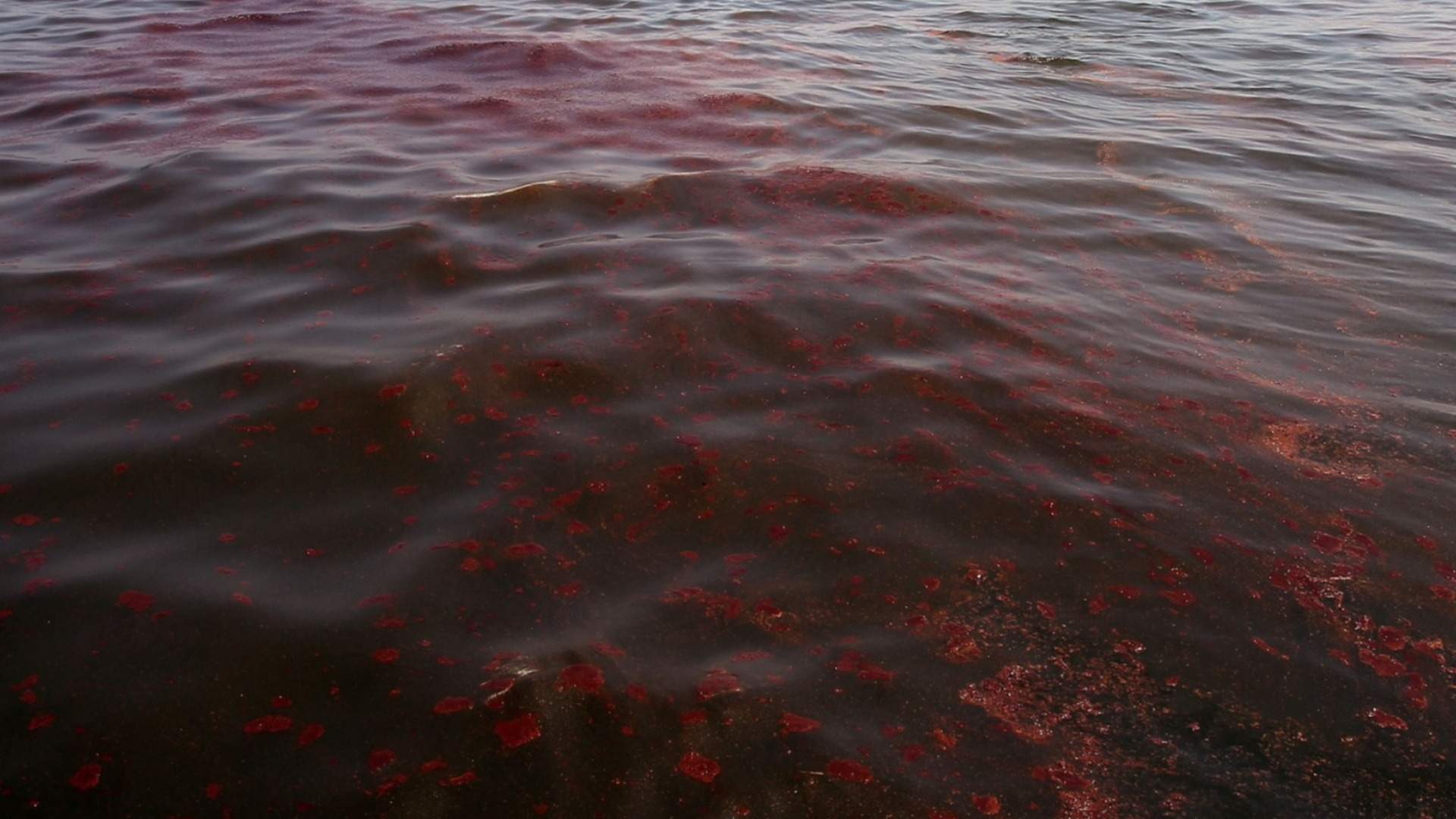 Масова смърт в морето: Примери от Оман и от Туапсе, руското Черноморие (ВИДЕА)