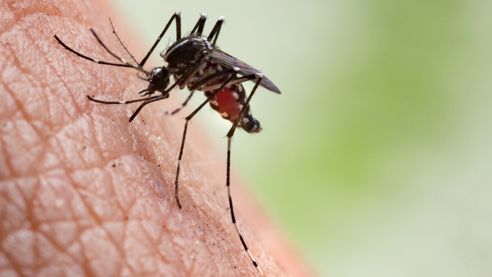 Търсят се пари: Държавата призна, че е спряла пръскането срещу комари