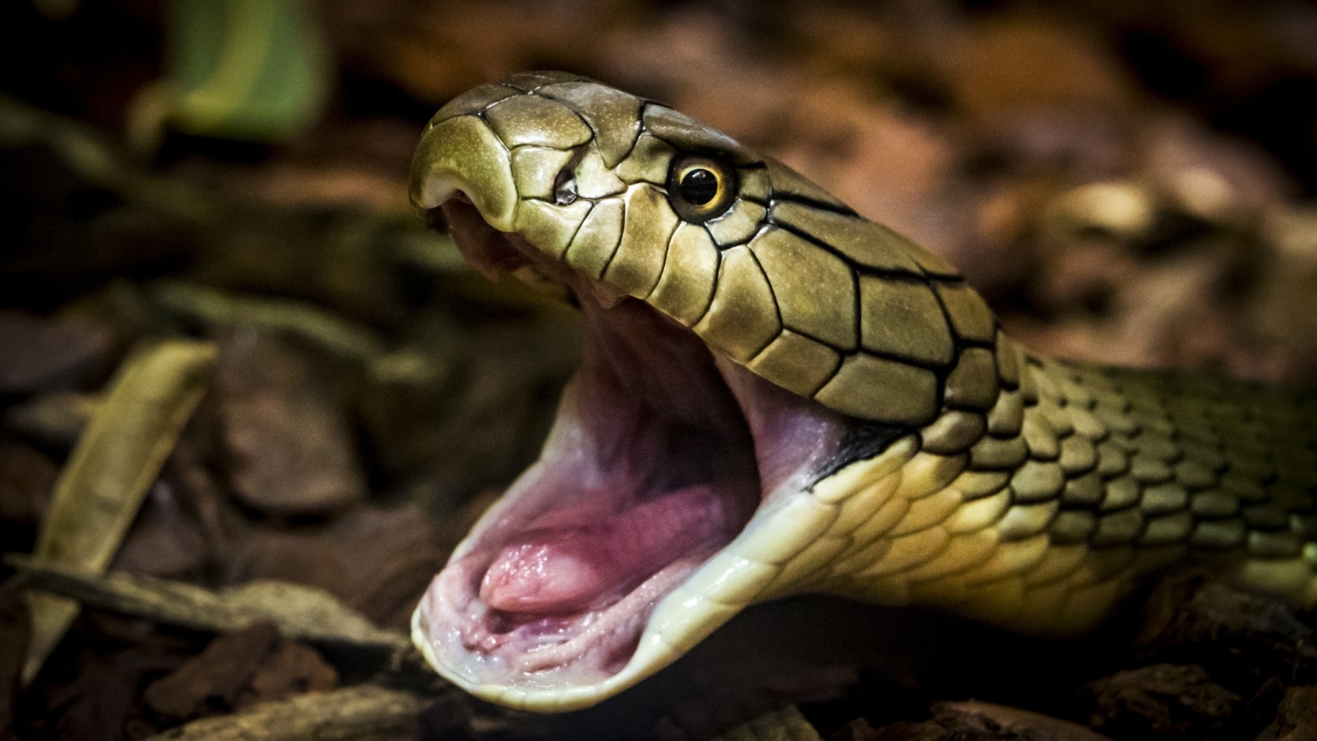 Фатално шоу: Змия ухапа мъж в панталона - агонията го застигна