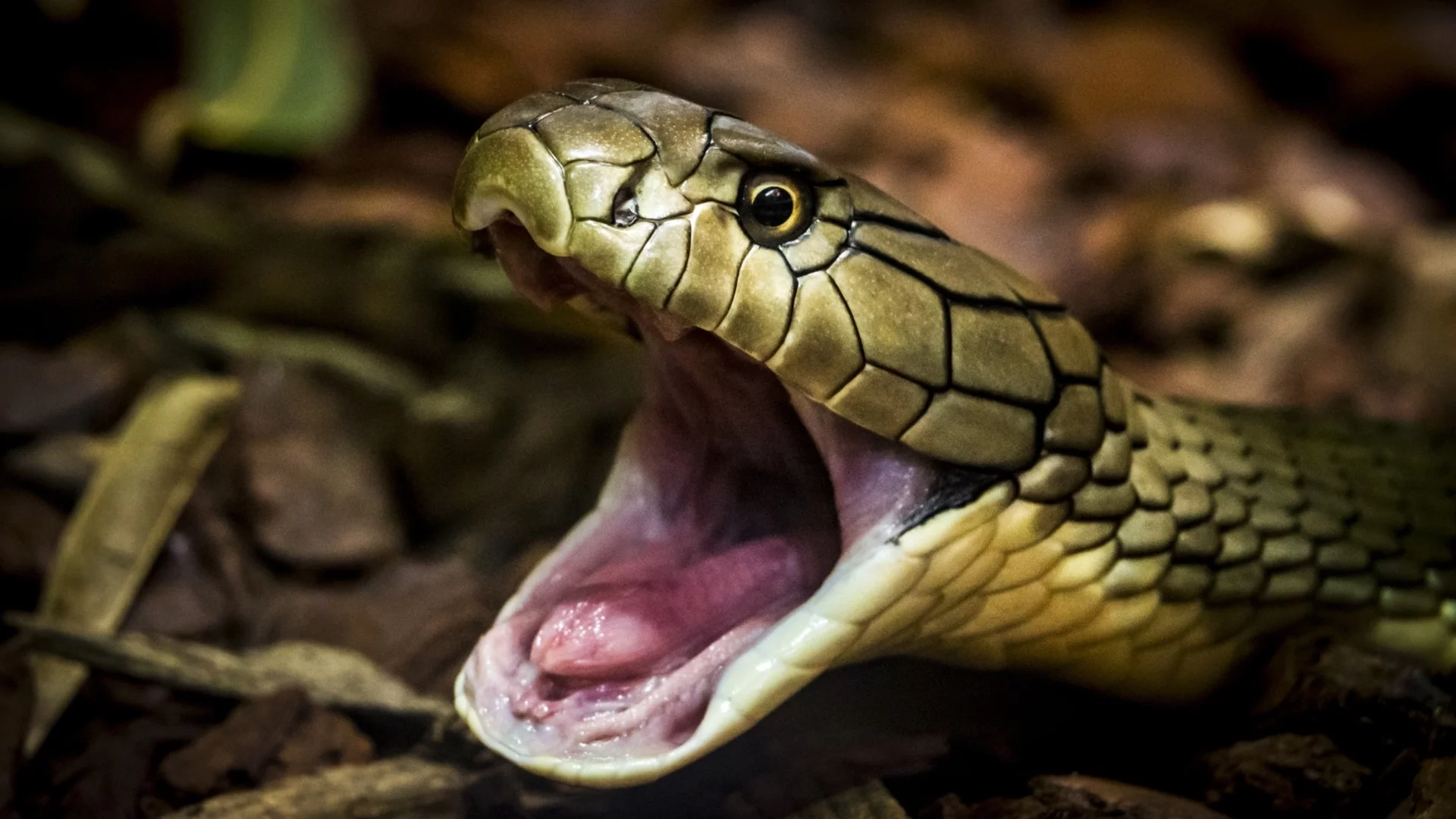 Фатално шоу: Змия ухапа мъж в панталона - агонията го застигна