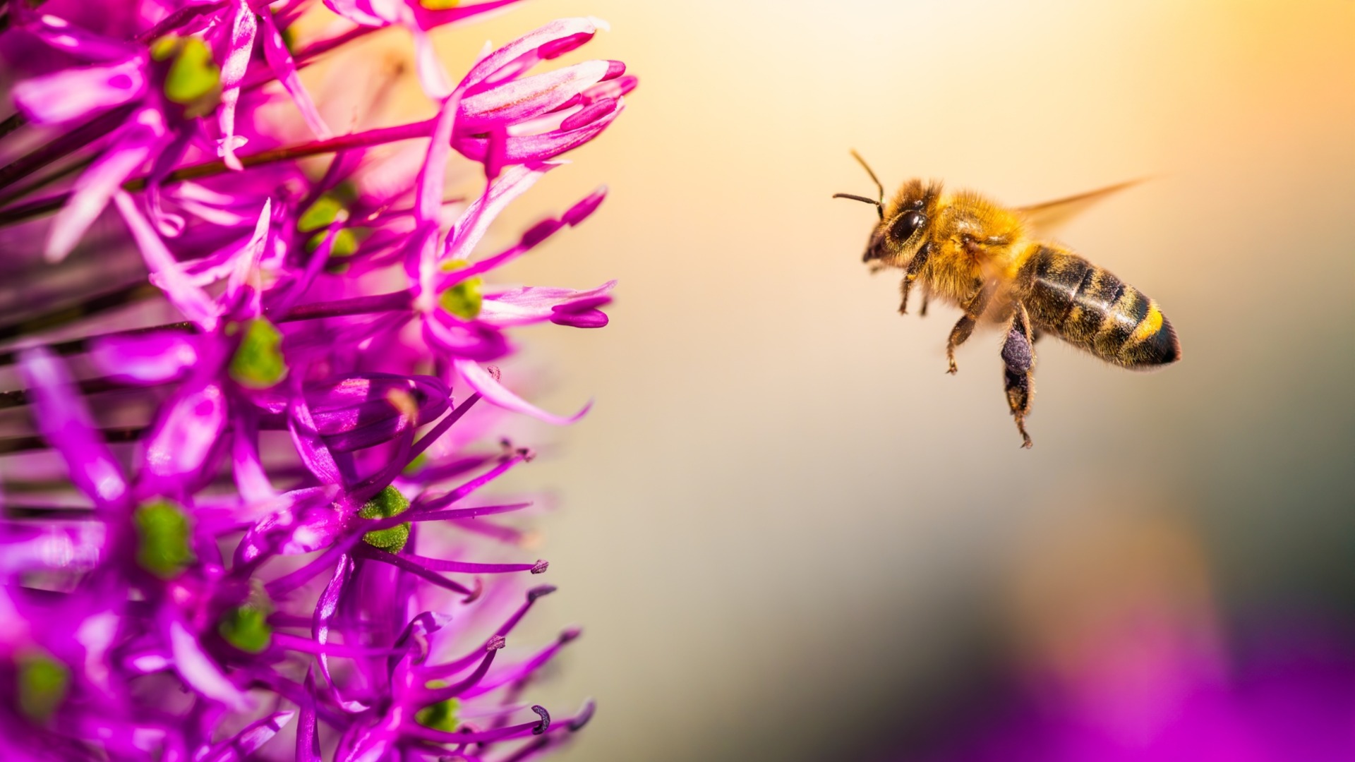 Математическата революция на кошера: Пчелите разбират концепцията за числата