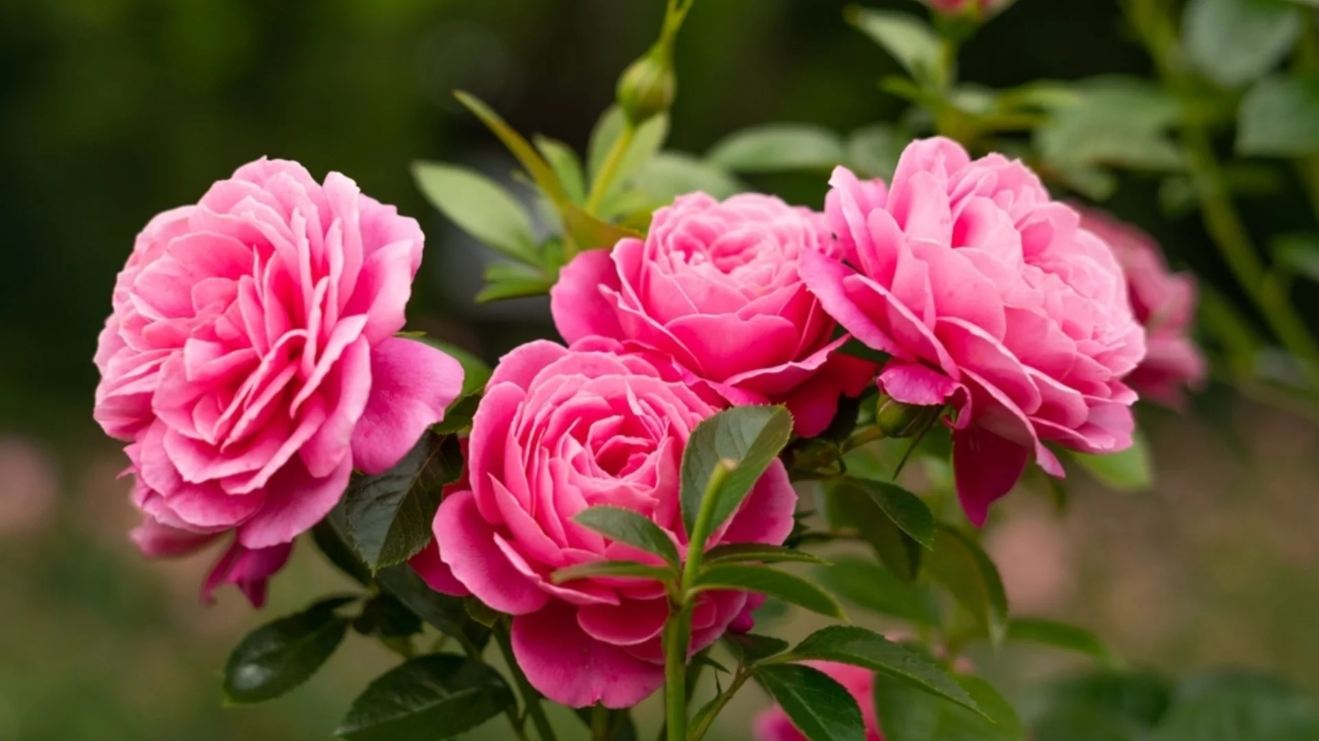 Кога е твърде късно да подрязвате розите?