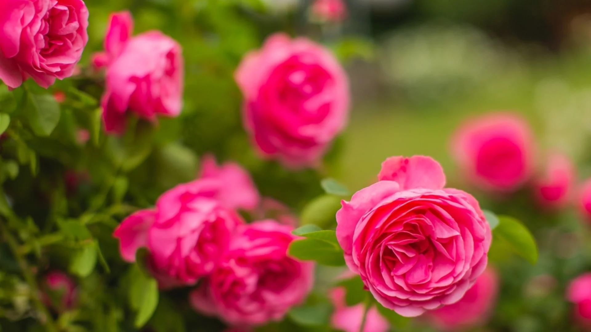 Грижа за розите след резитба